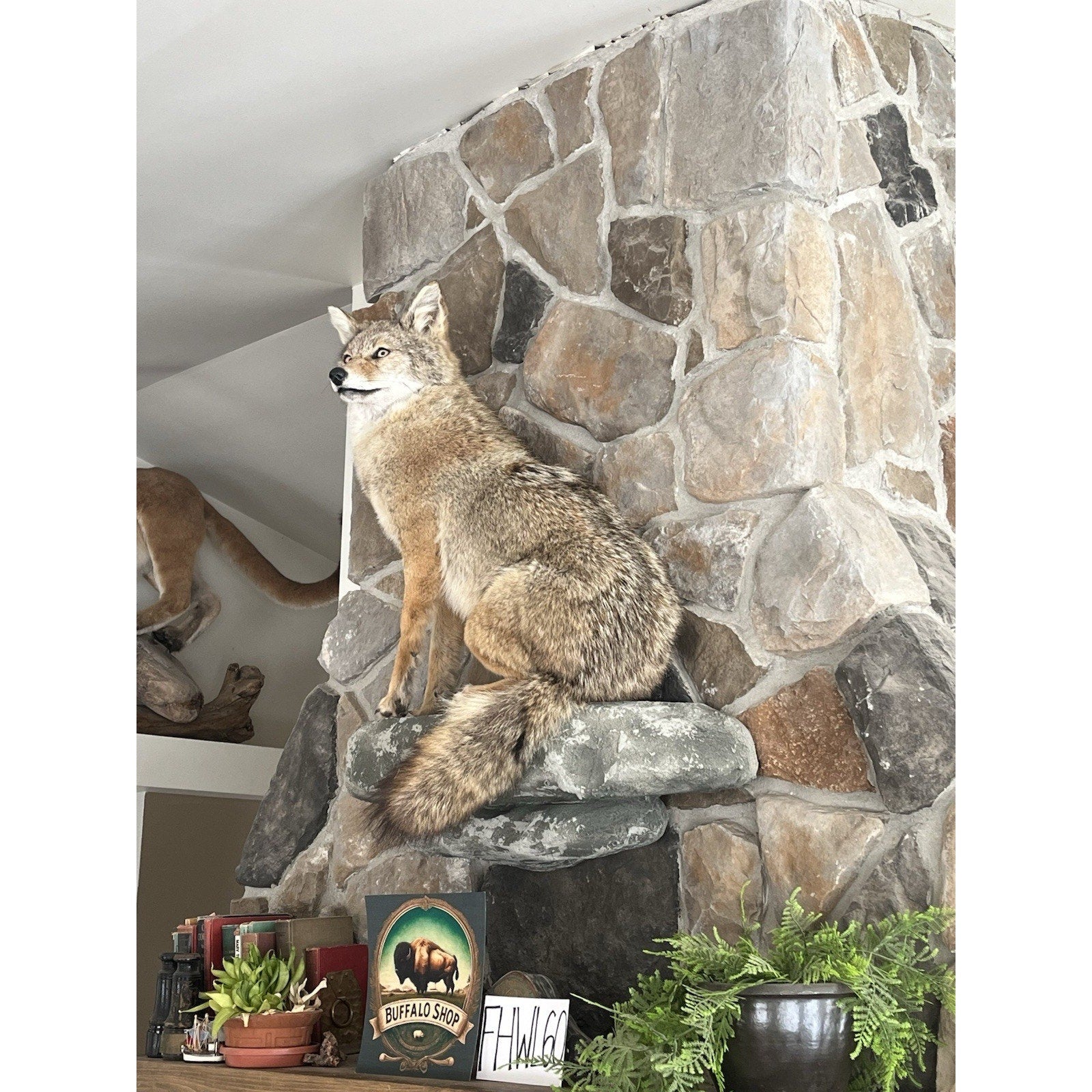 FHWL60 - Coyote Museum Quality Wall mount Taxidermy