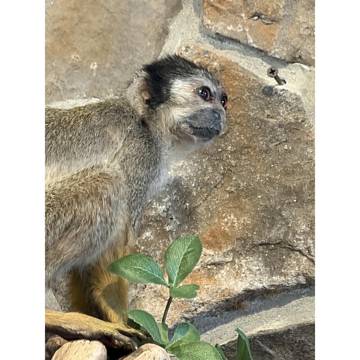 FHWL240 -Squirrel Monkey Taxidermy Mount