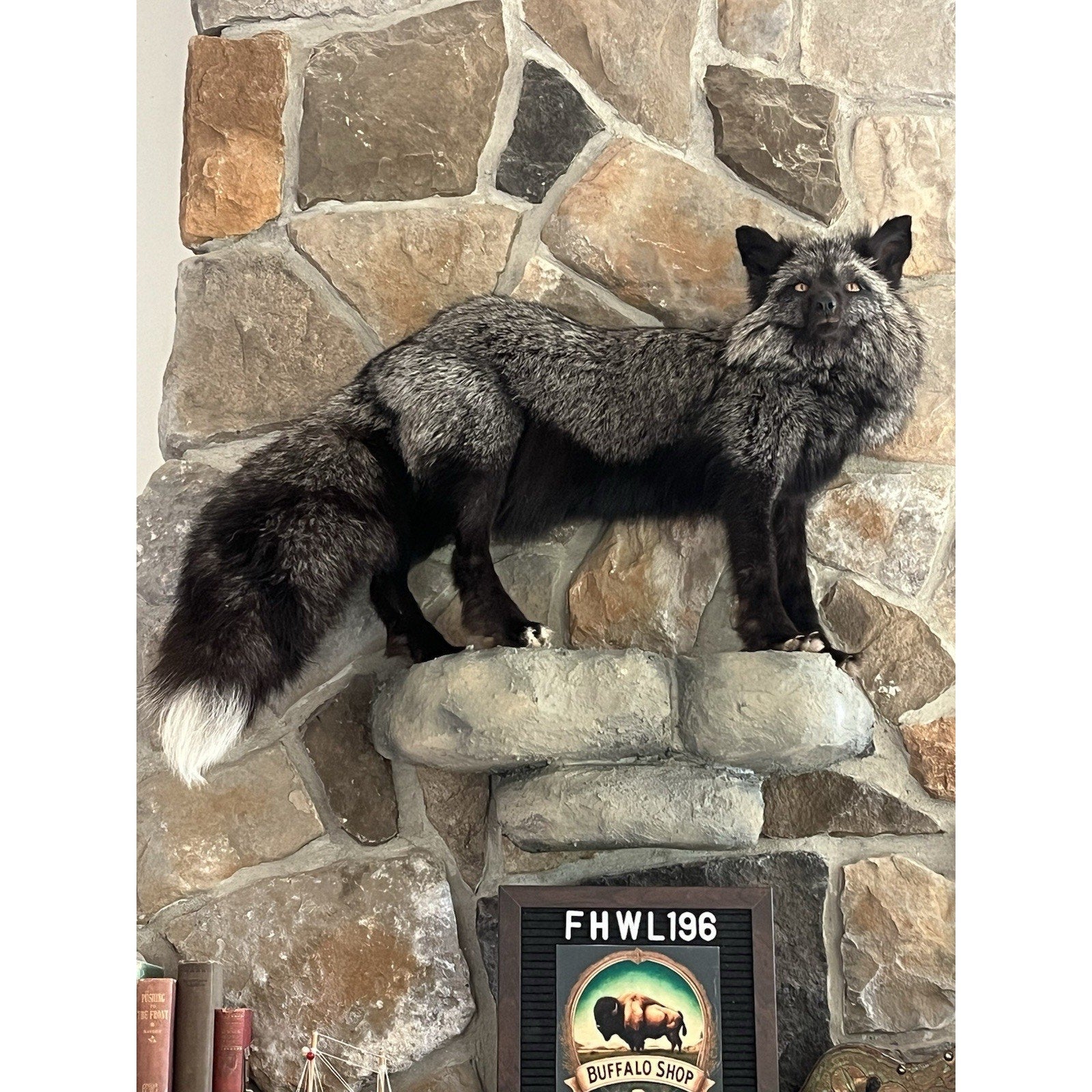 FHWL196- Museum Quality Ranch Fox Taxidermy mount