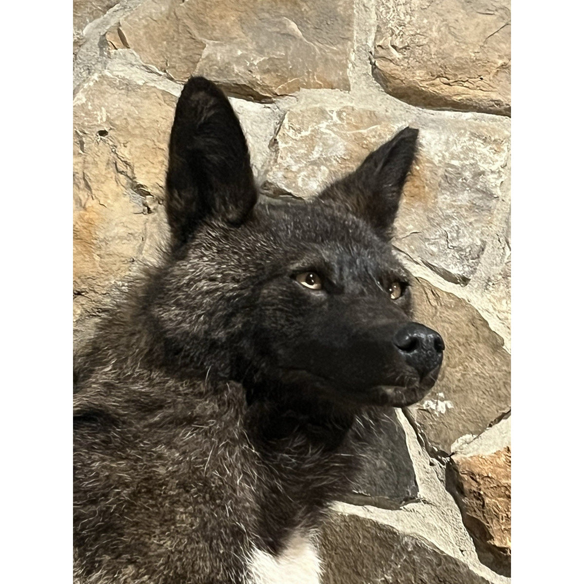 FHWL211 - Coyote Wall mount Taxidermy