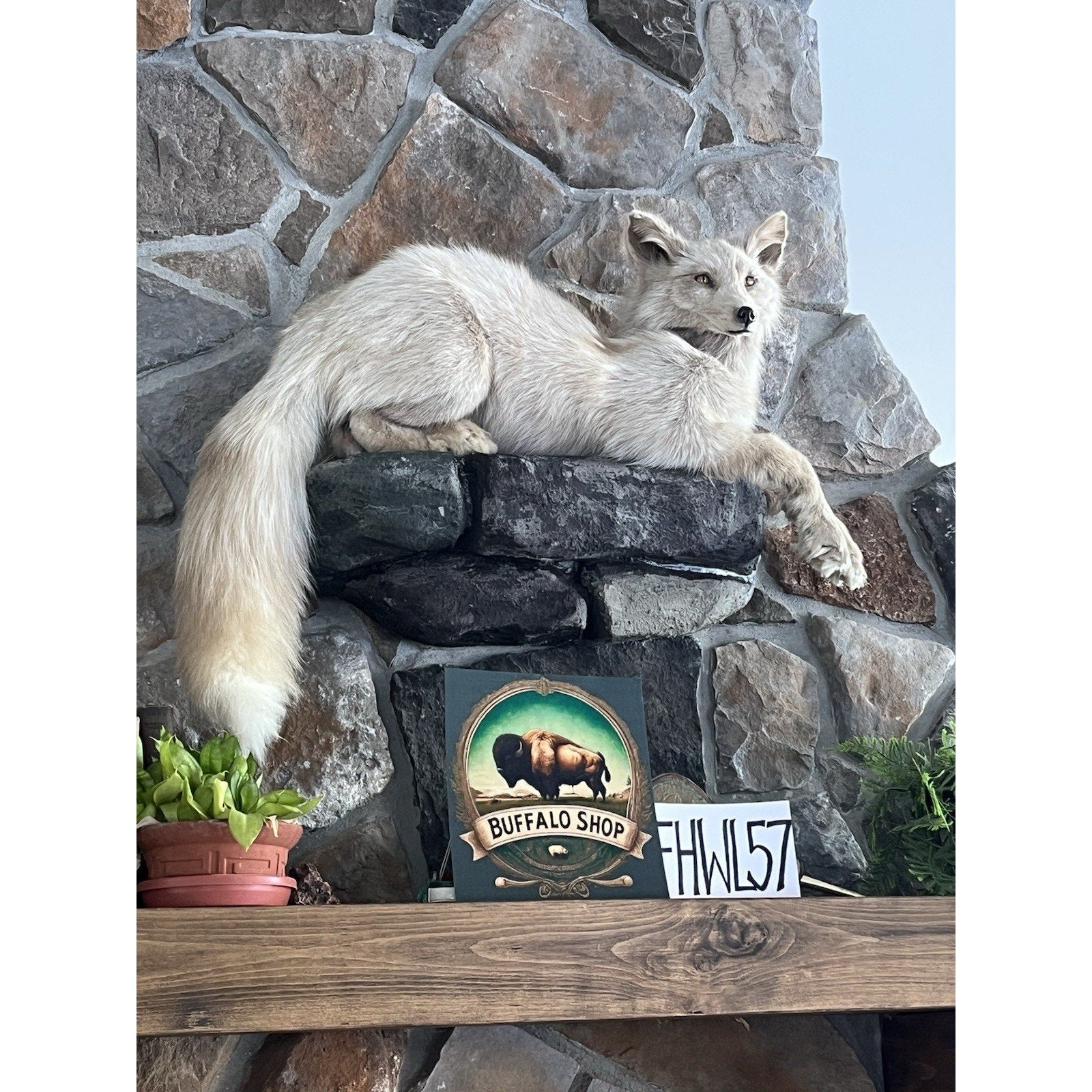 FHWL57 - Beautiful Cream Fox Taxidermy Full Body Mount