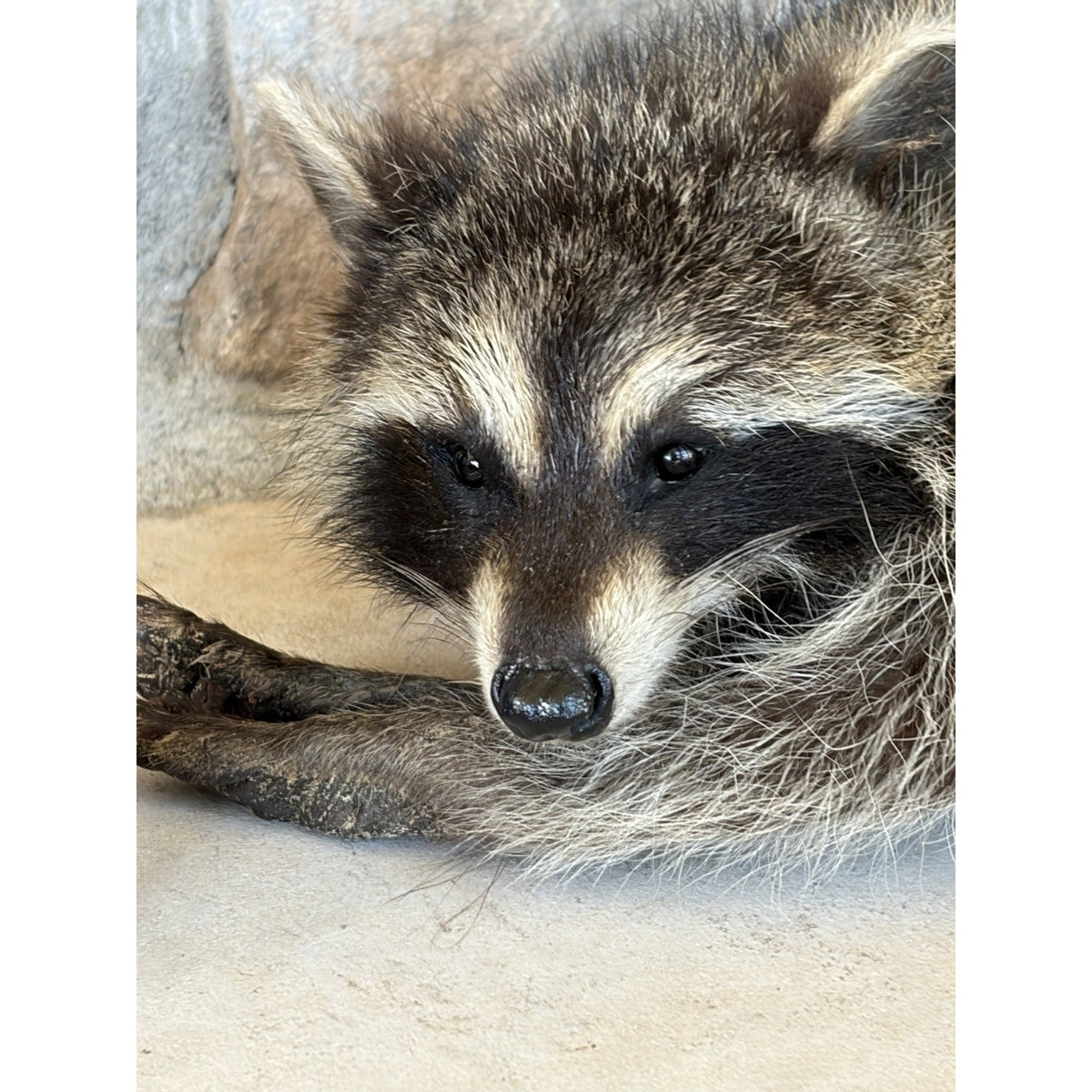 FHWL229 -baby Raccoon Taxidermy Mount