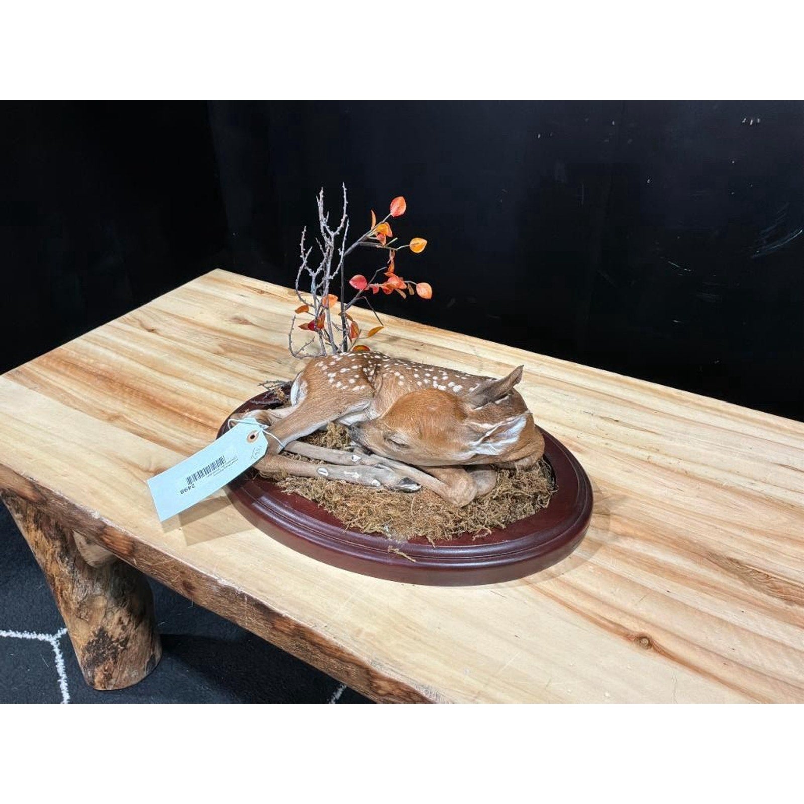 FHSC2498- Baby Deer Fawn tiny taxidermy mount