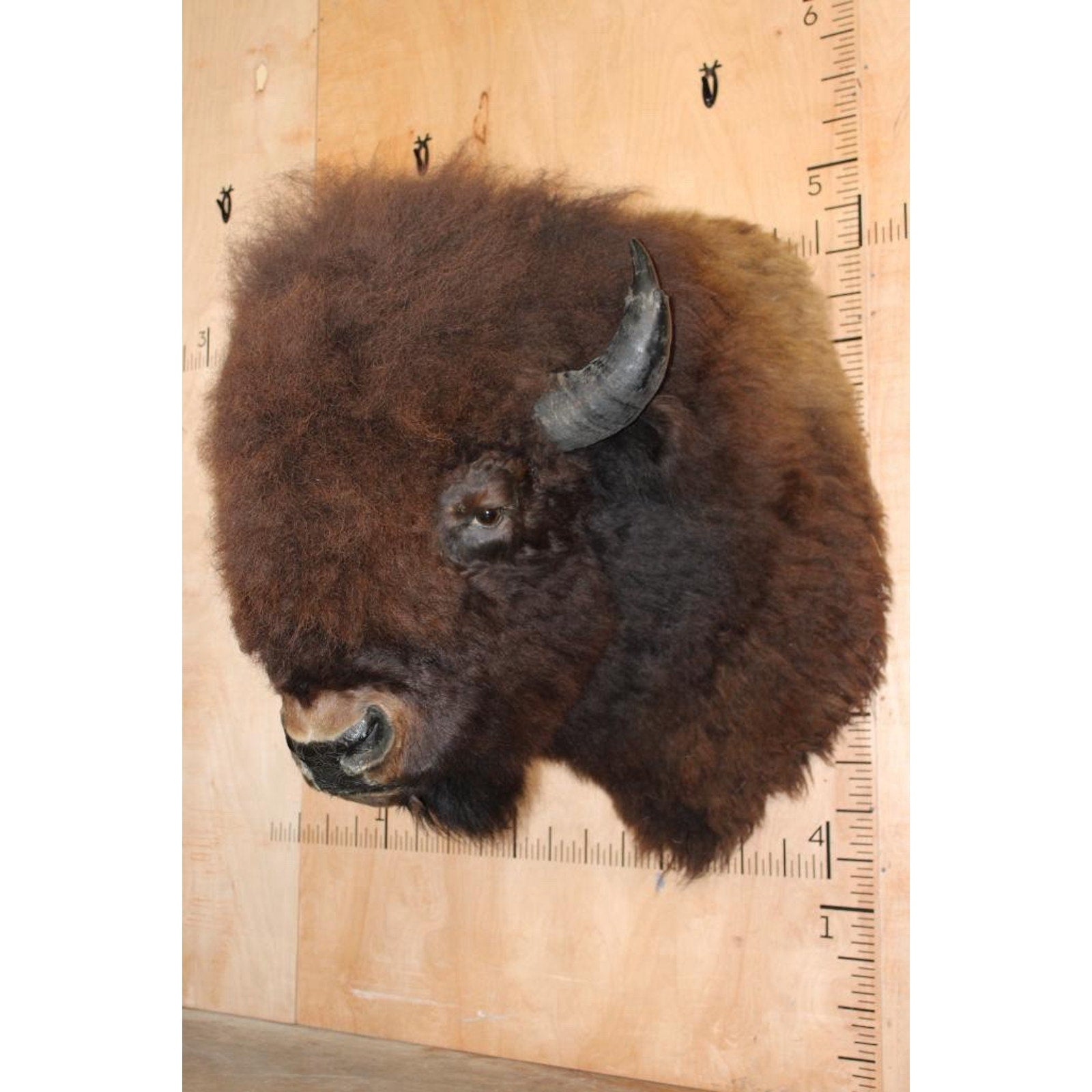 FHBRENT1 - XXL BISON Shoulder Mount Taken in the Northwest Territory (Canada)