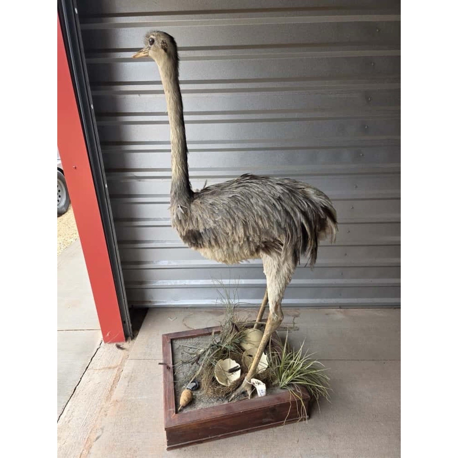 FHHFK1 - Rhea Full Body Bird Taxidermy Taxidermy Mount