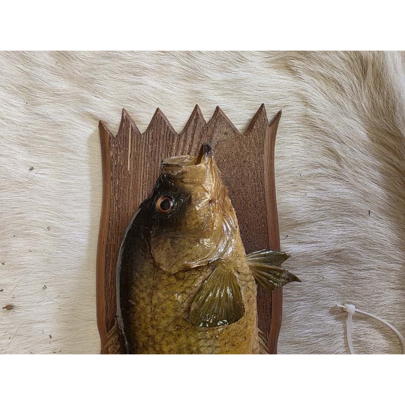 JTV219 - 13 1/2" Rock Bass Fish Real Skin Taxidermy Mount