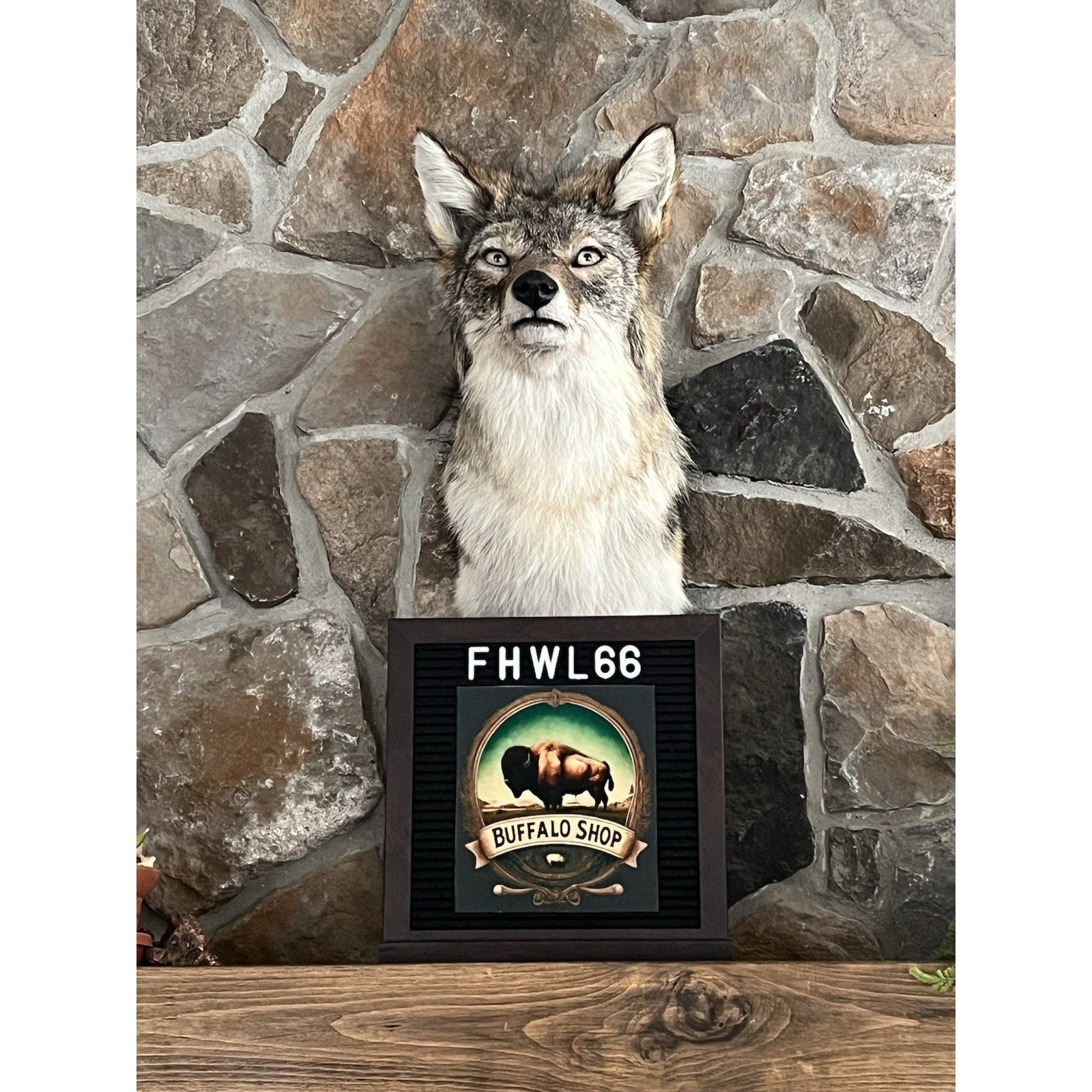 FHWL66 - Coyote Shoulder Museum Quality mount Taxidermy