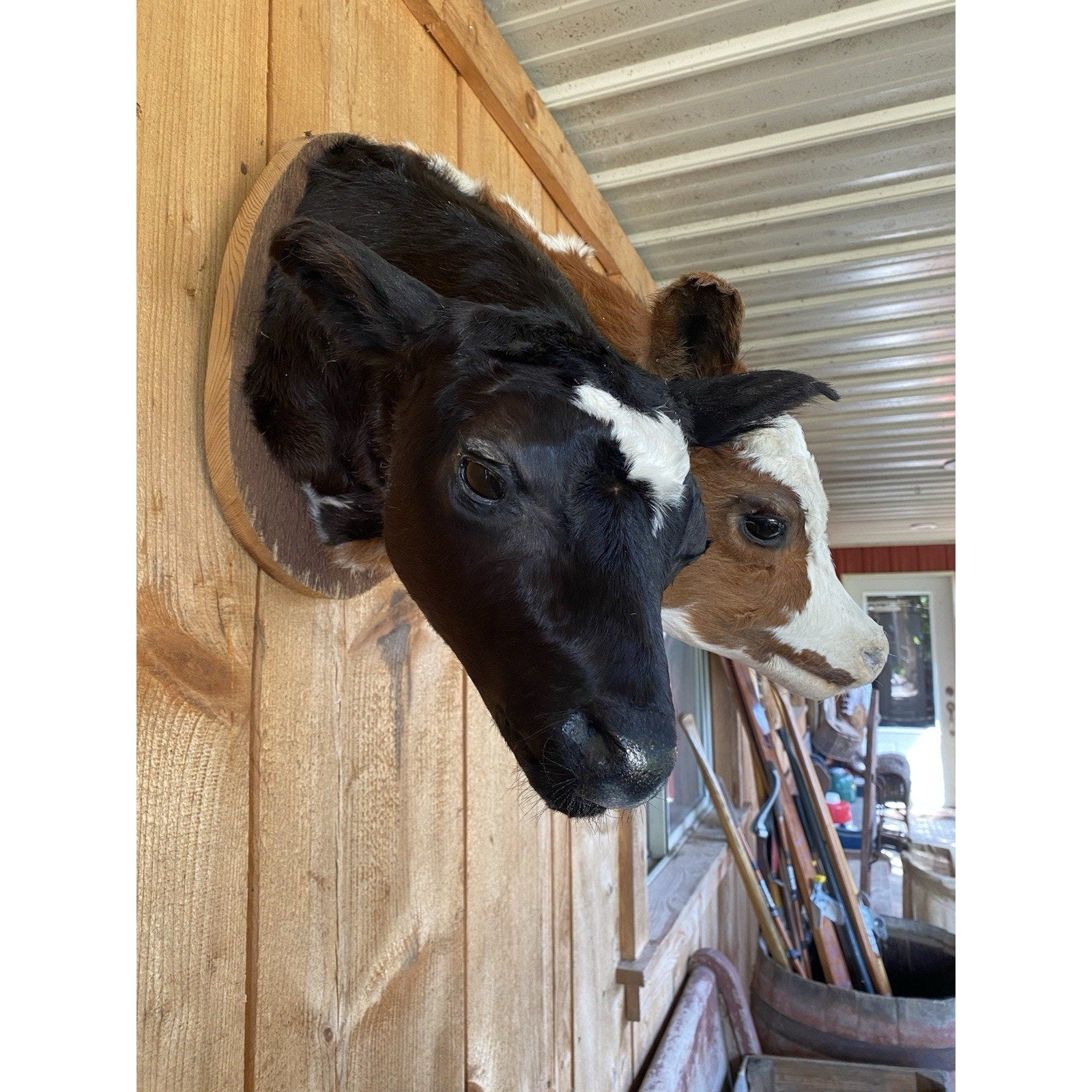 FHDARCA1 - Two headed calf cow taxidermy Gaff