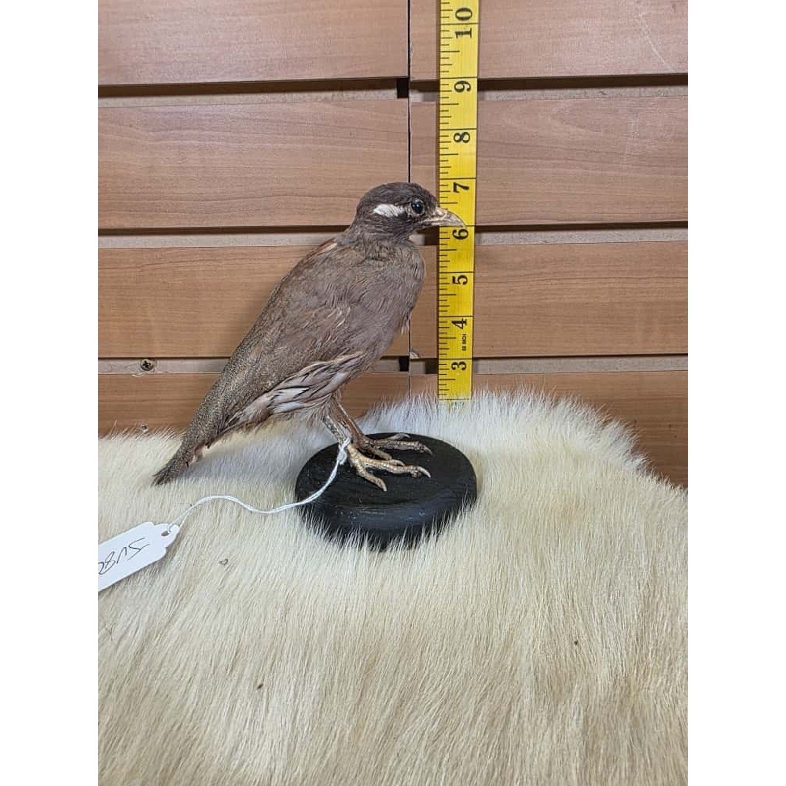 SPL2 - Zoo Raised Sand Partridge Taxidermy Mount