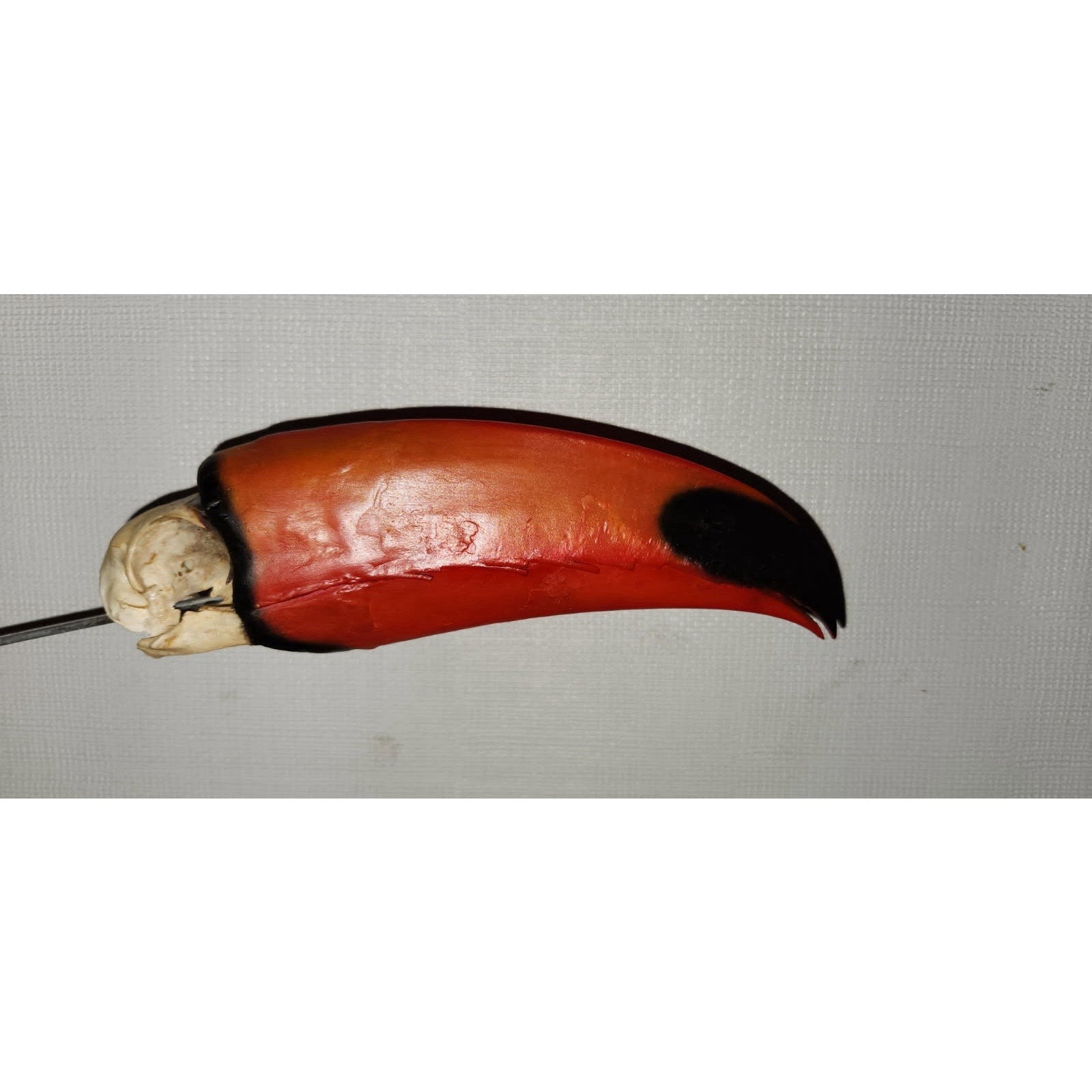 FHtouc88 - Real Toco Toucan Bird Skull Taxidermy