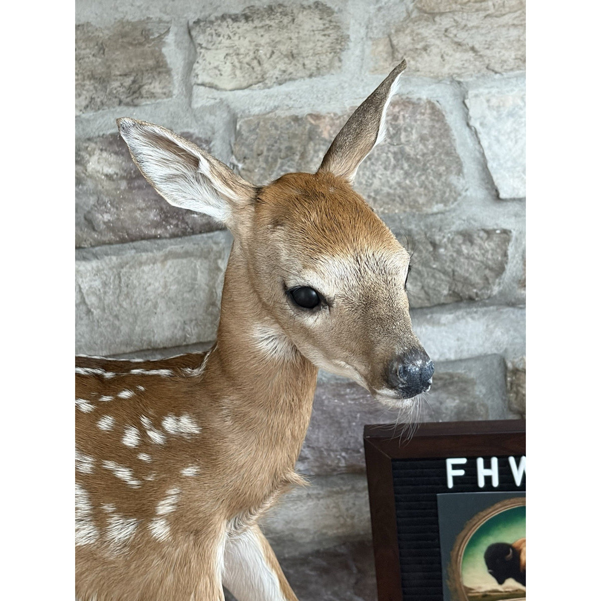 FHWL214 - Fawn Lifesize Taxidermy Mount Free Standing