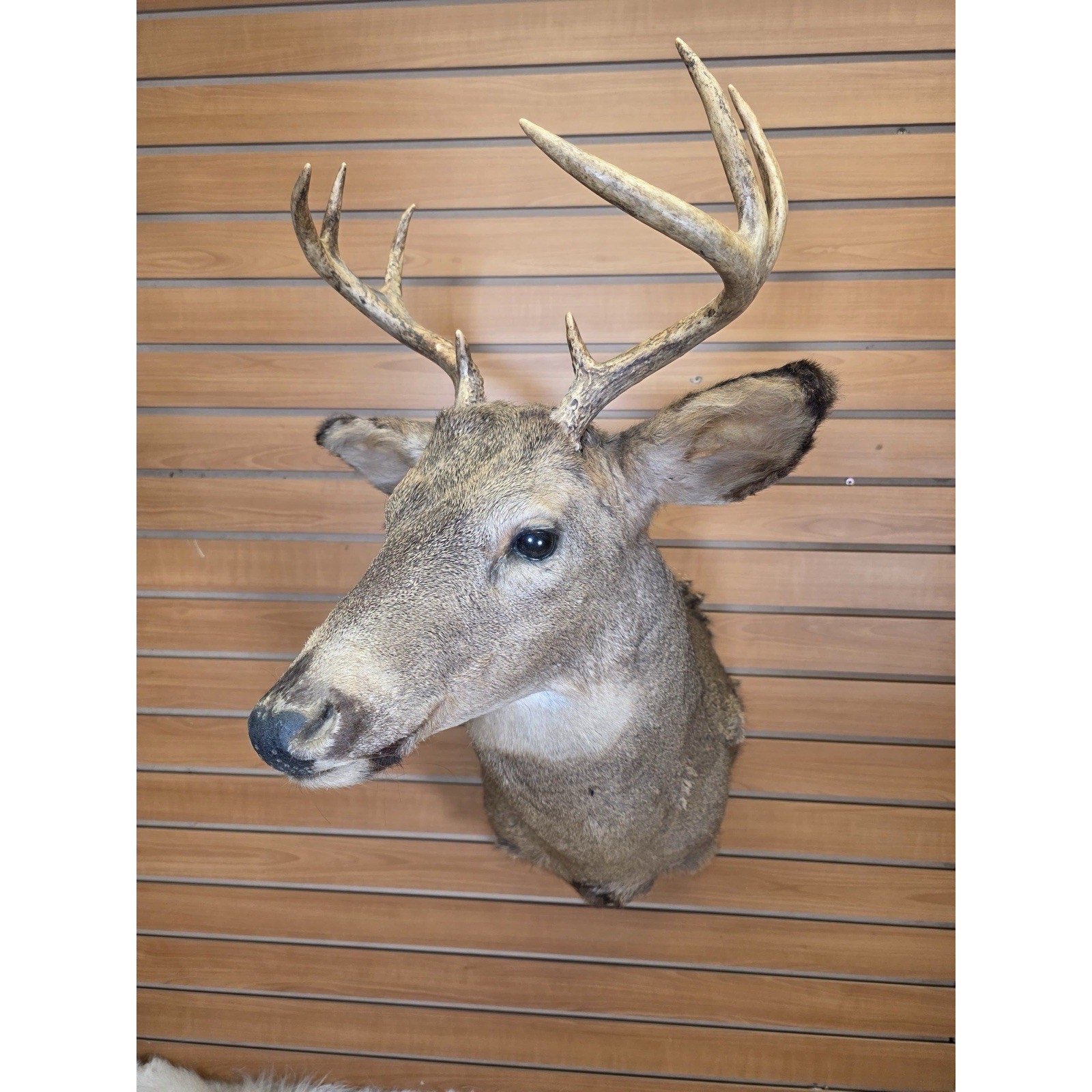 FHMN14- Whitetail Deer Real Antler Deer Taxidermy Mount