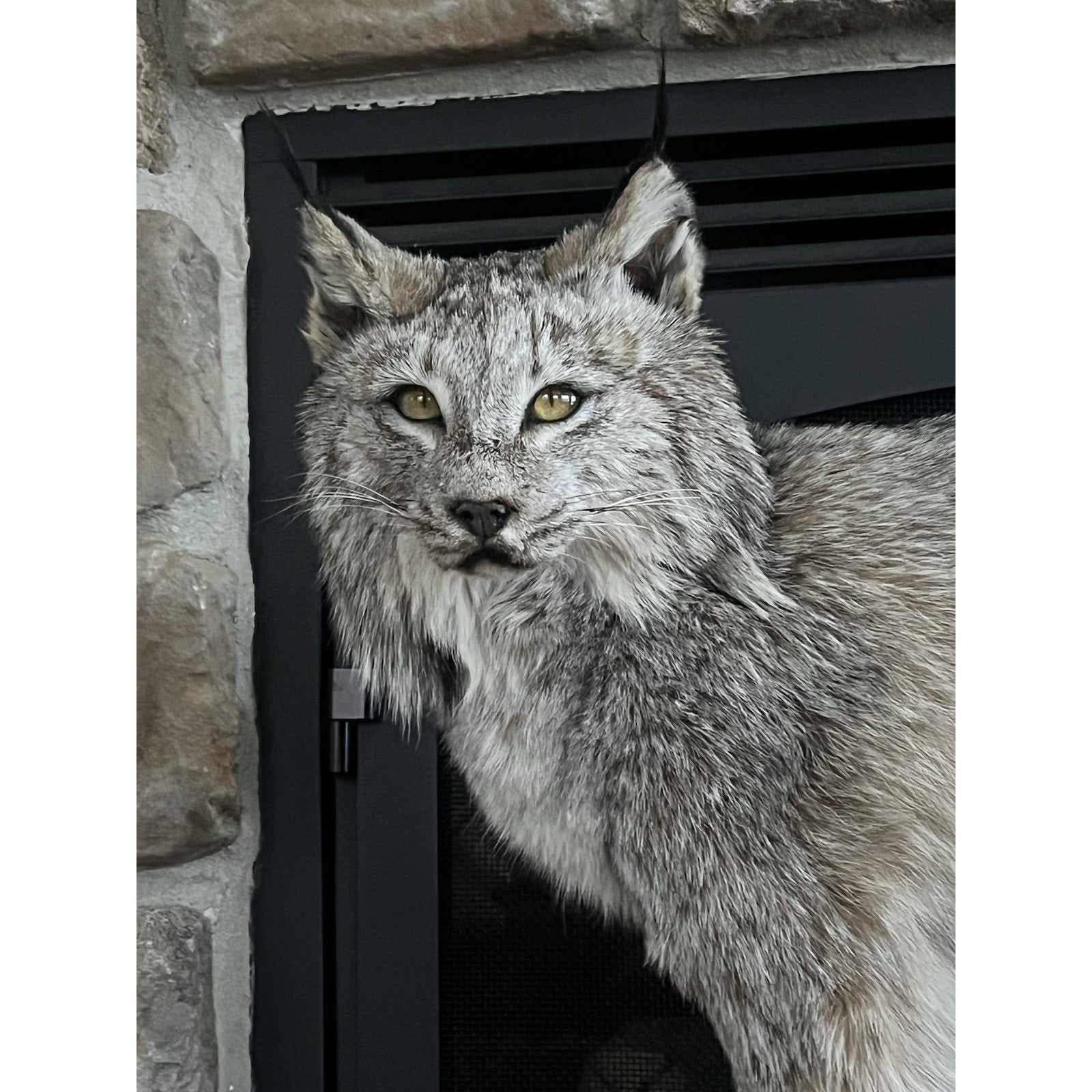 FHWL27 - Alaskan Lynx Taxidermy Full Body Mount Prime Fur
