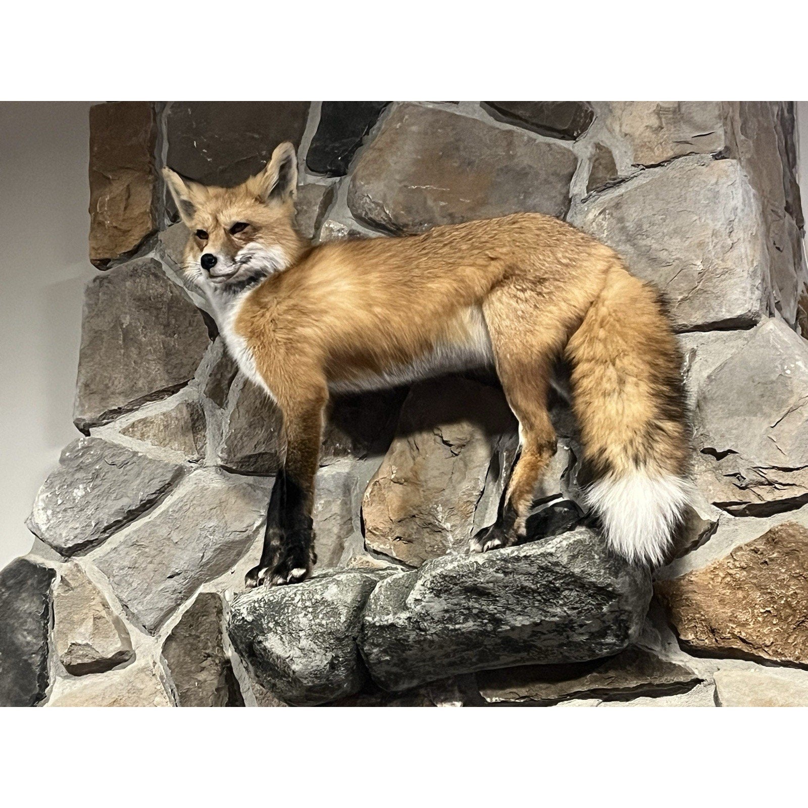 FHWL20 - Museum Quality Red Fox Taxidermy mount