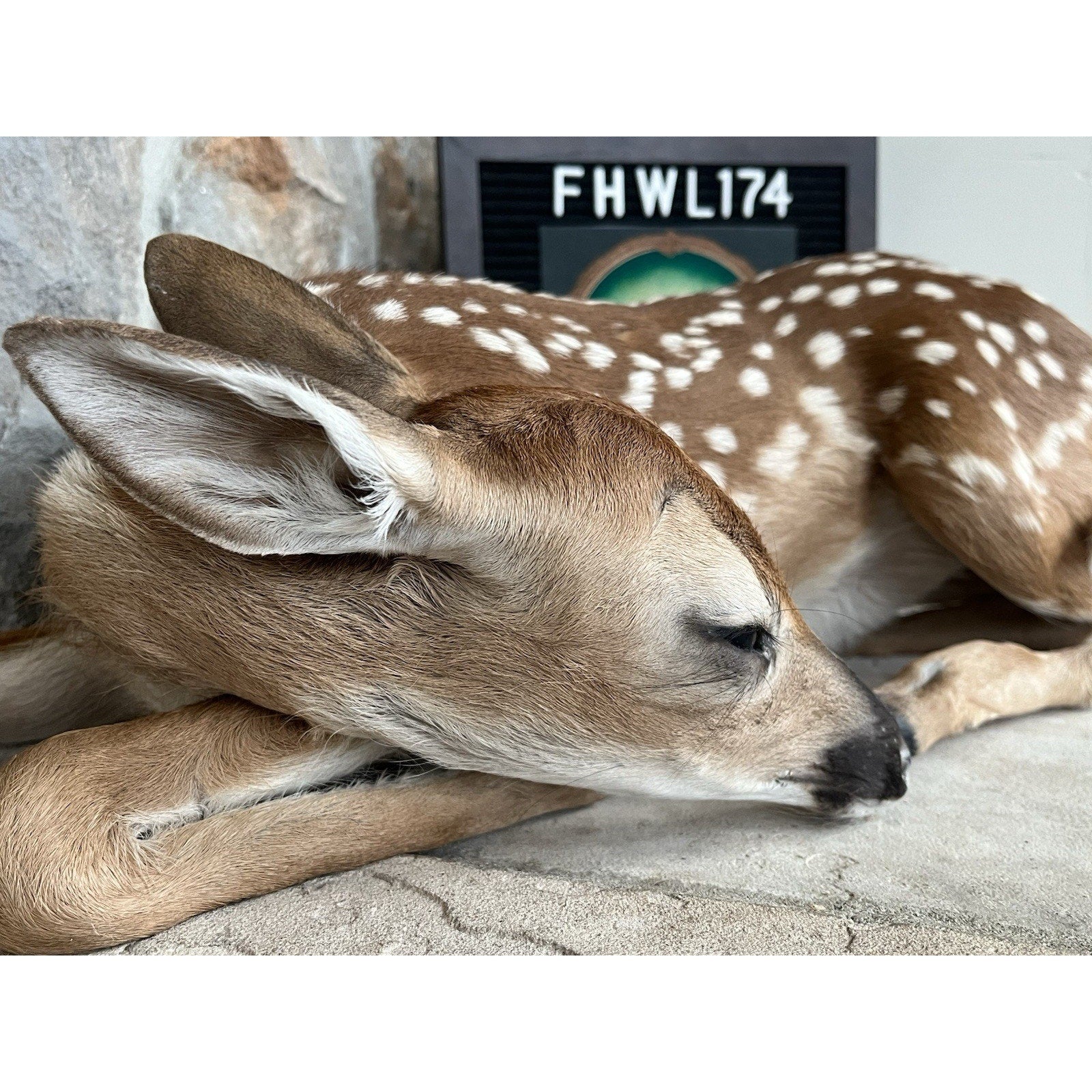 FHWL174 - Fawn Deer Taxidermy Mount
