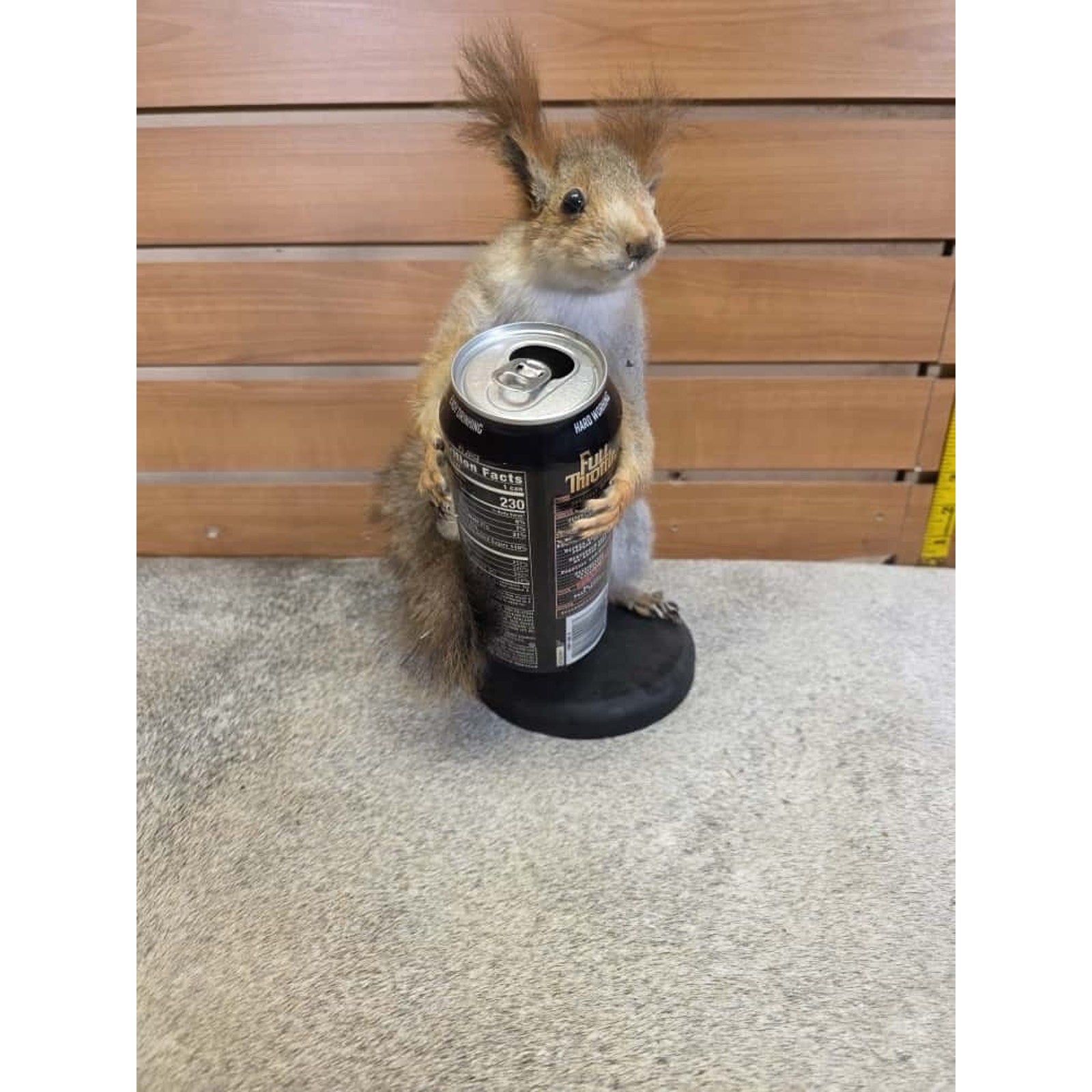 JTV249 - Vintage eurasian Squirel Taxidermy Mount