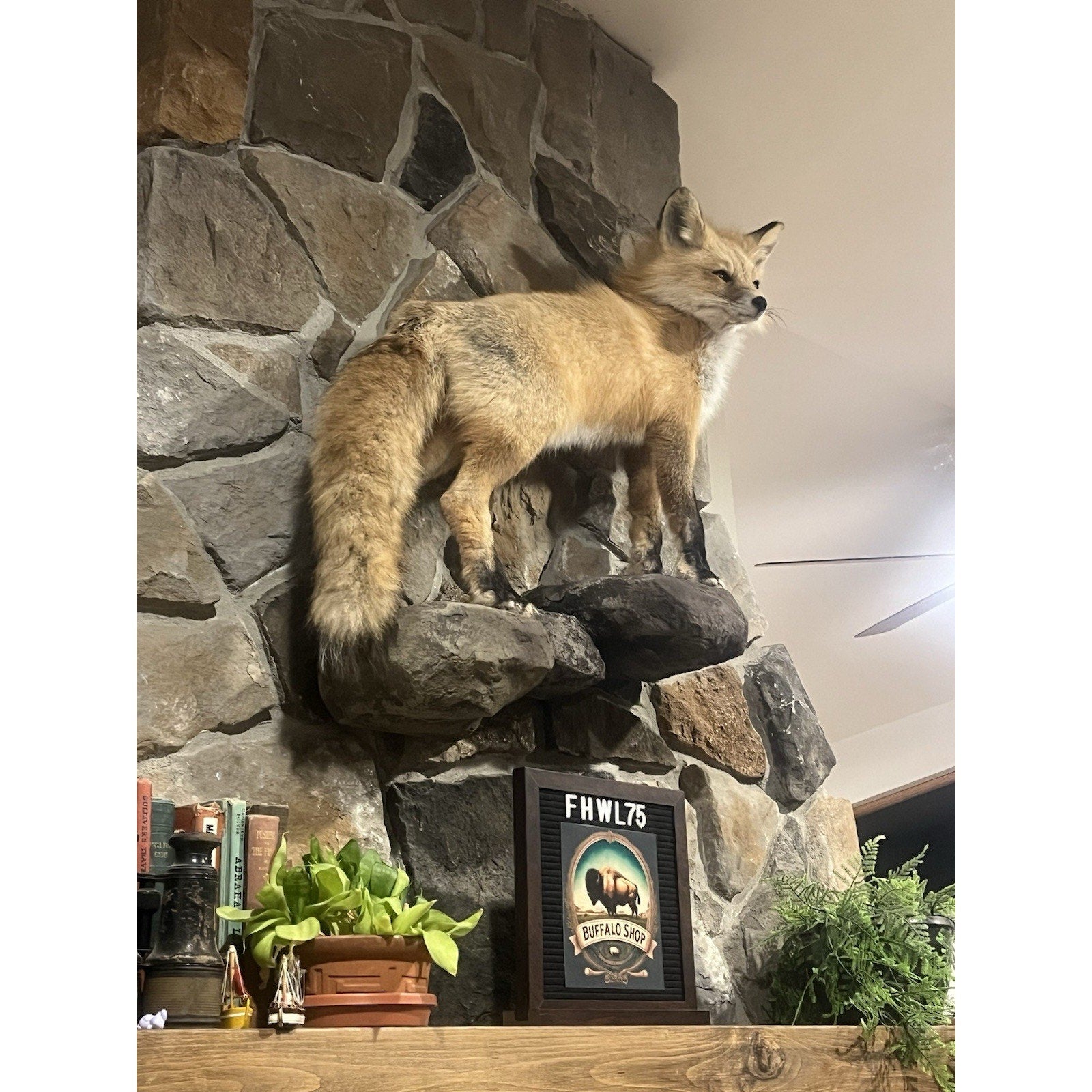 FHWL75 - Museum Quality Red Fox Taxidermy mount