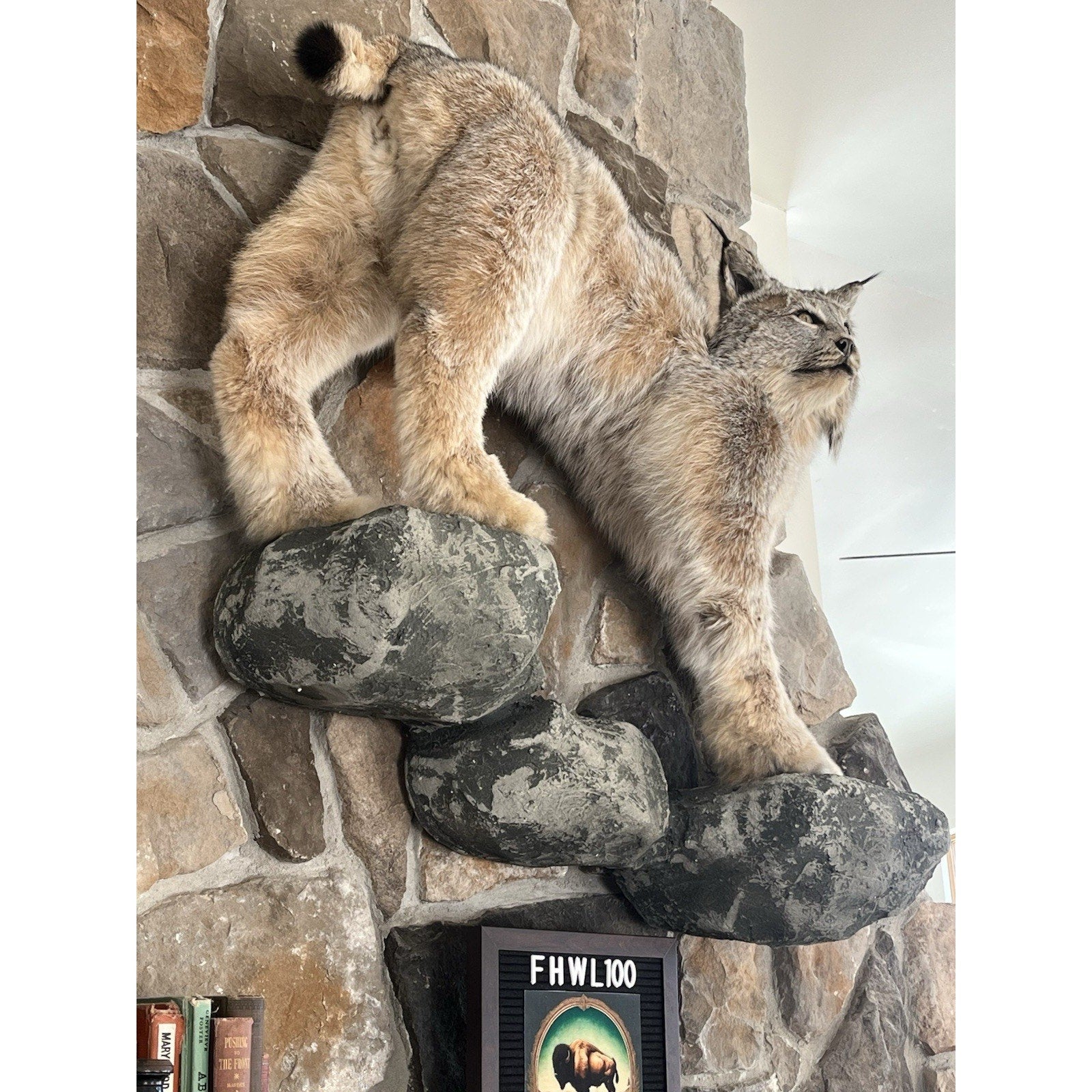 FHWL100 - Alaskan Lynx Taxidermy Full Body Mount Prime Fur