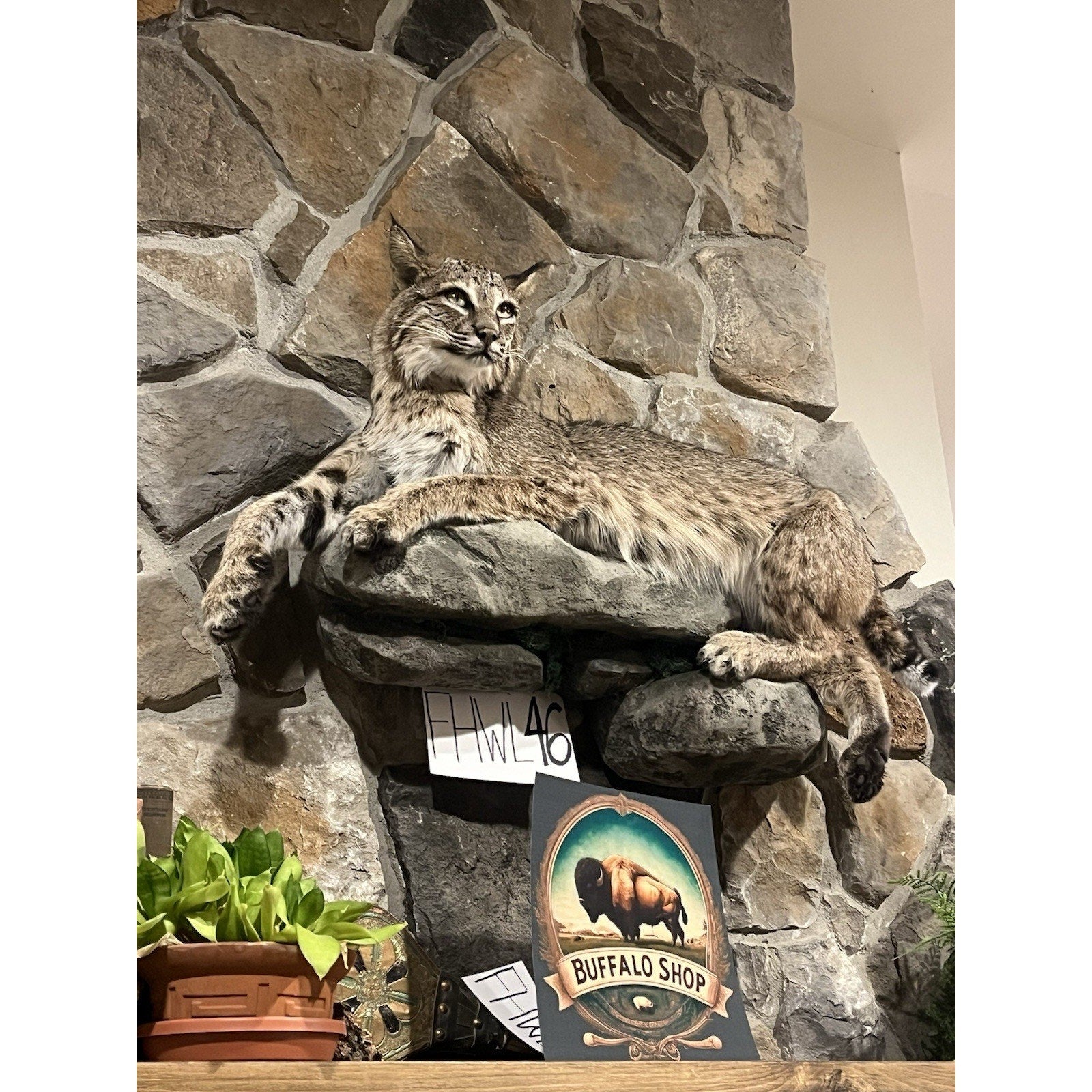 FHWL46 - Bobcat Taxidermy Full Body Mount