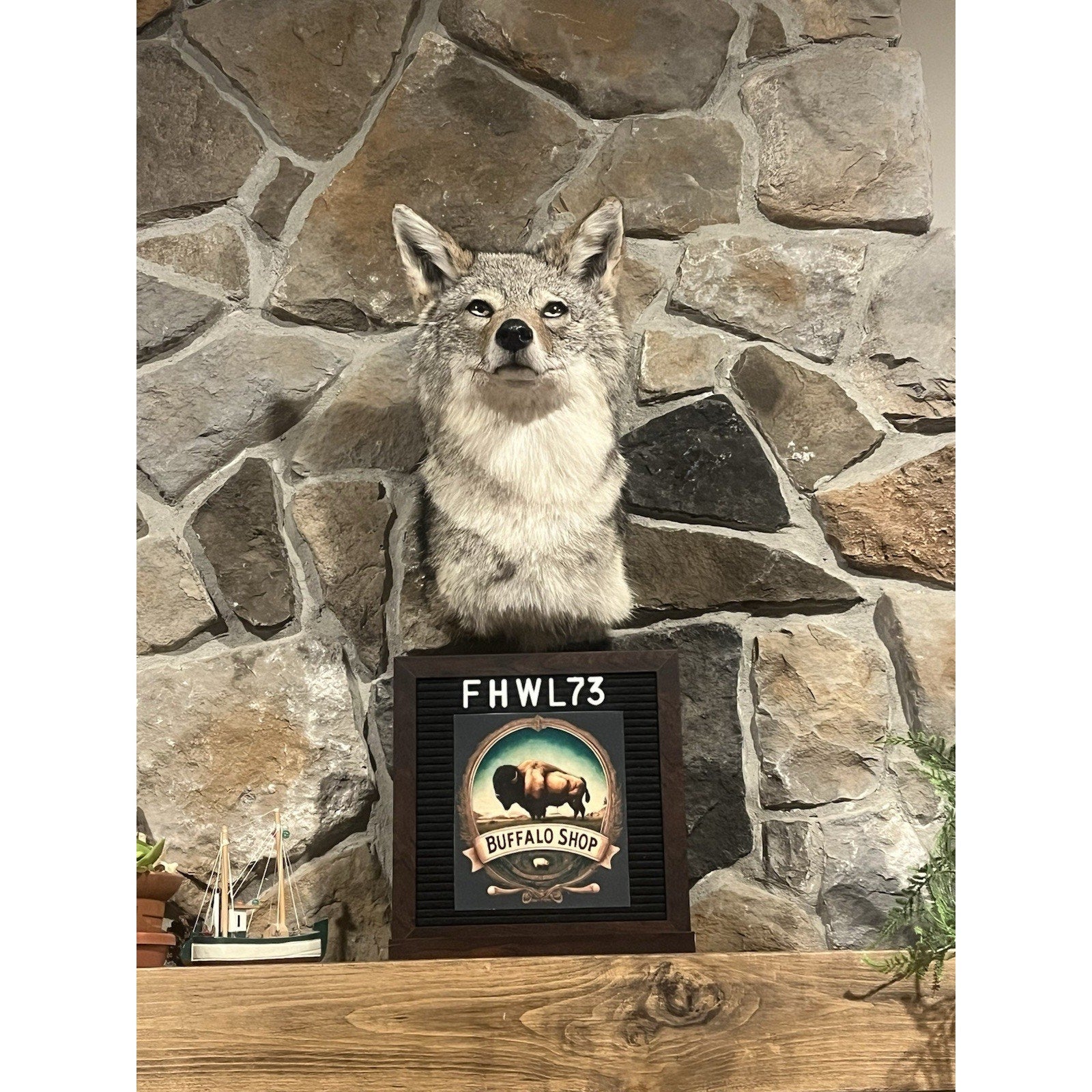 FHWL73 - Coyote Shoulder Museum Quality mount Taxidermy