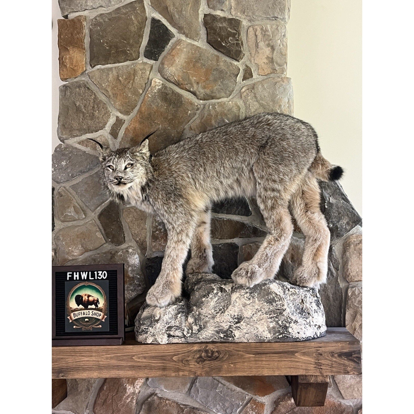 FHWL130 - Alaskan Lynx Taxidermy Full Body Mount Prime Fur