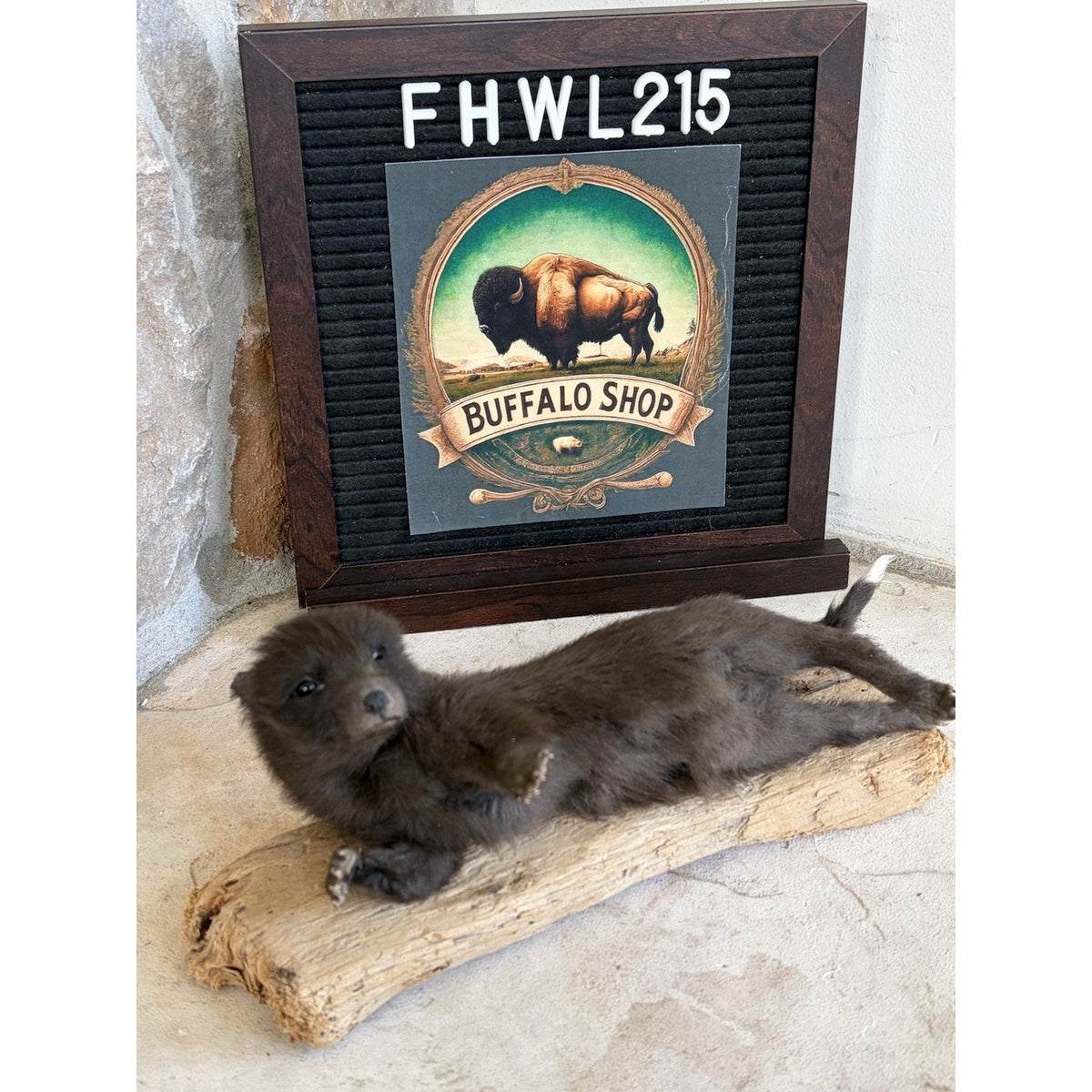 FHWL215 - Baby Fox Lifesize Taxidermy Mount Free Standing