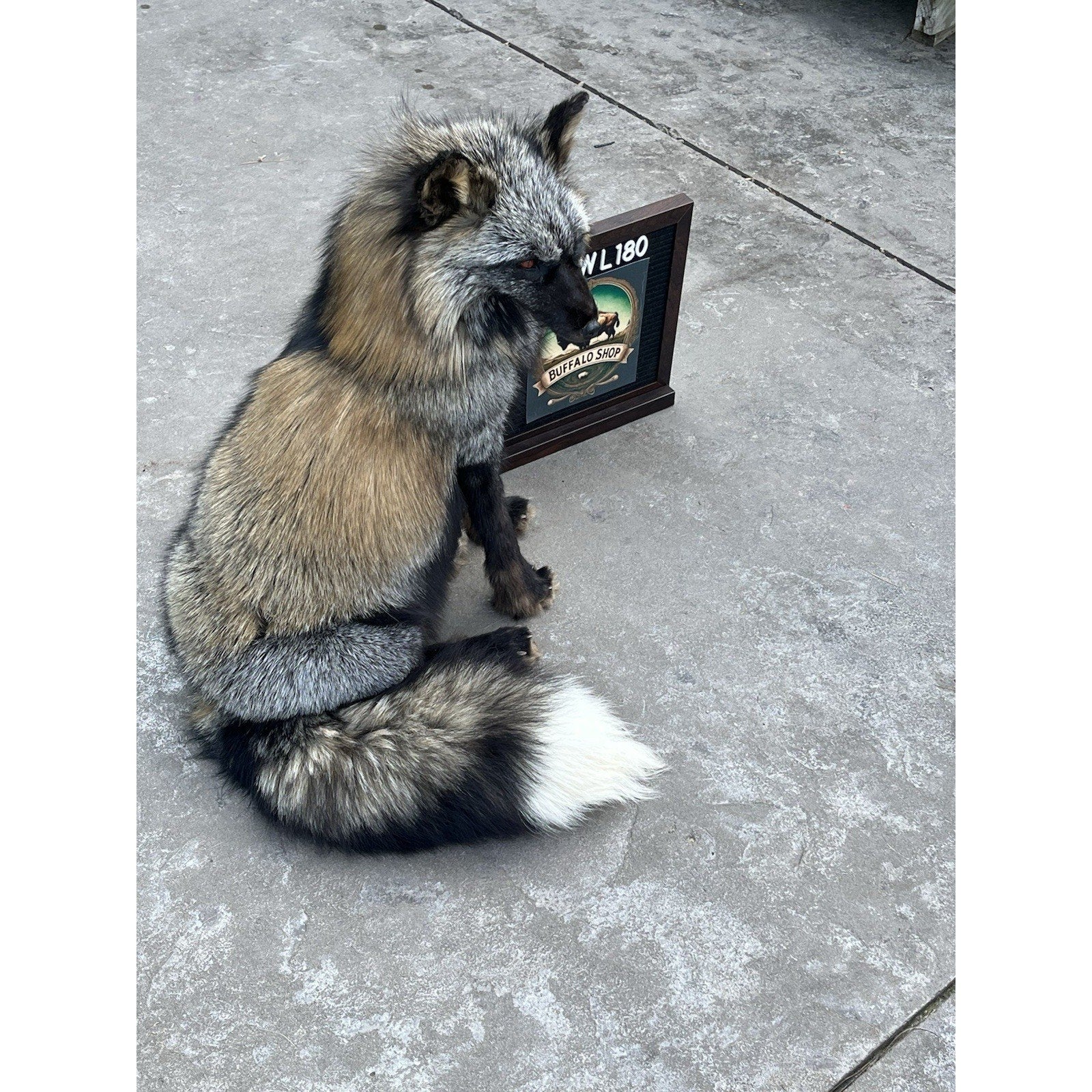 FHWL180- Museum Quality Red Fox Taxidermy mount