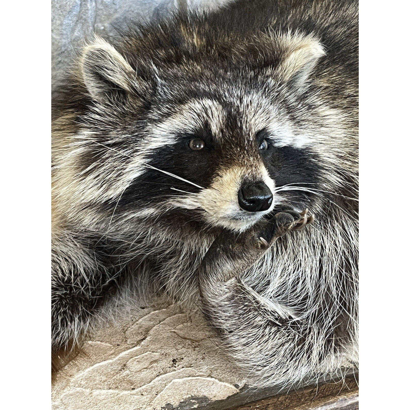FHWL155 - Real Fat Raccoon Taxidermy Mount