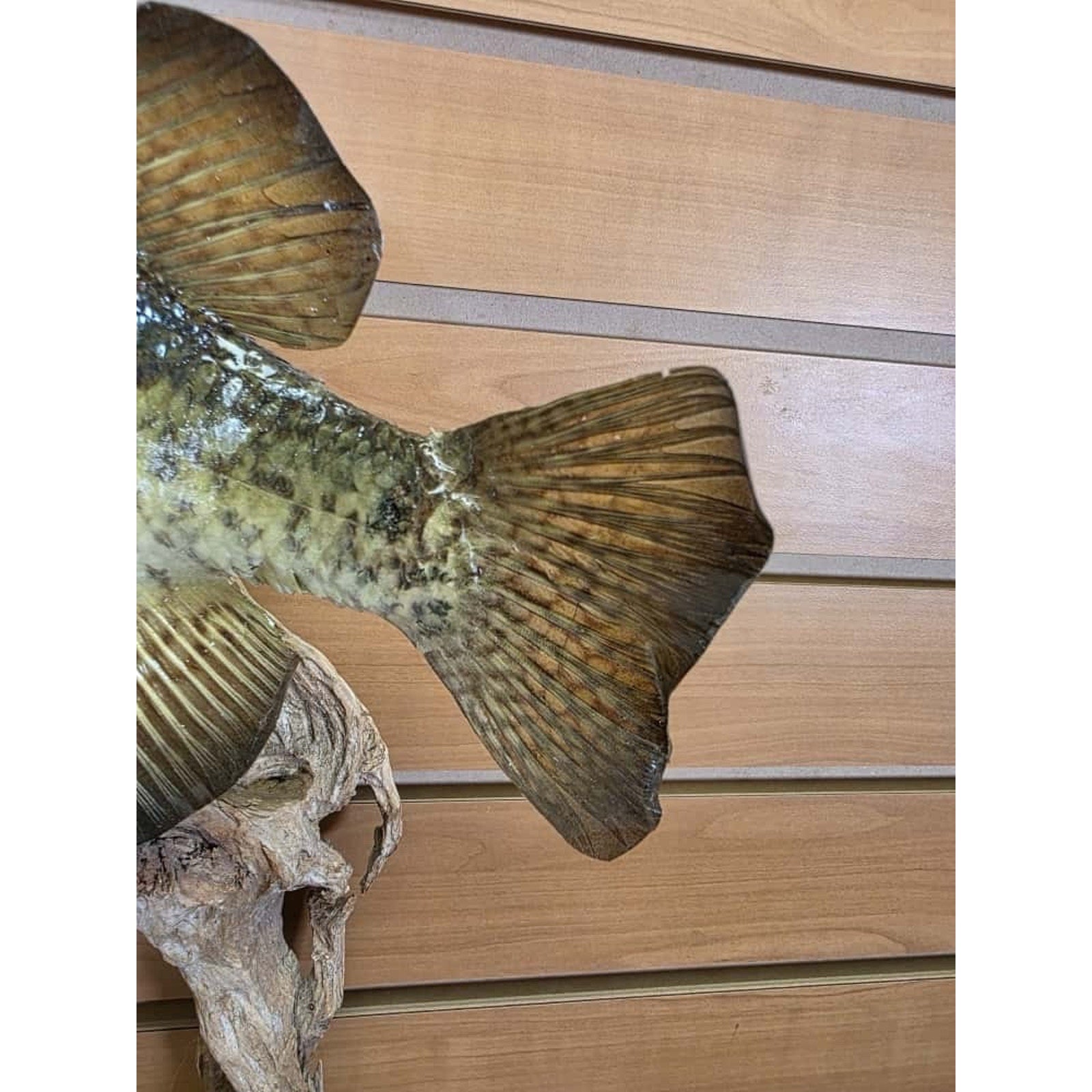 JTV227 - Real Skin Crappie Fish Taxidermy Mount 11.5”