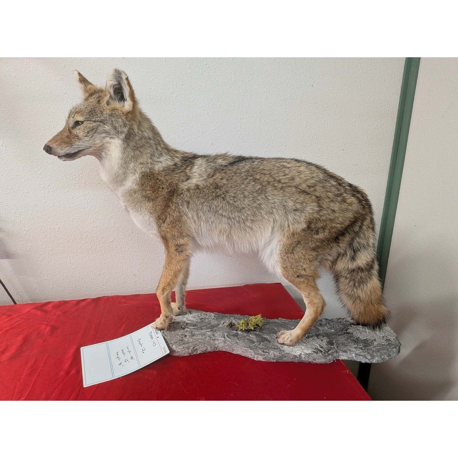 FHPAT142 - Full Body Coyote Taxidermy Life Size