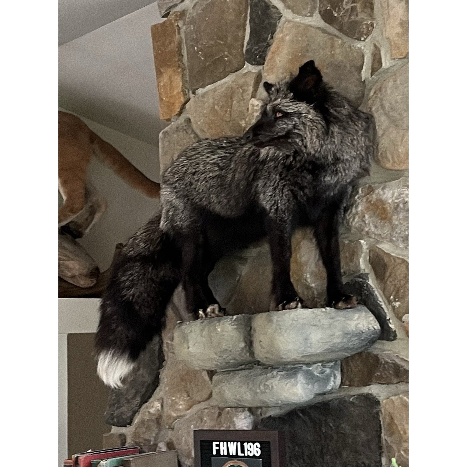 FHWL196- Museum Quality Ranch Fox Taxidermy mount