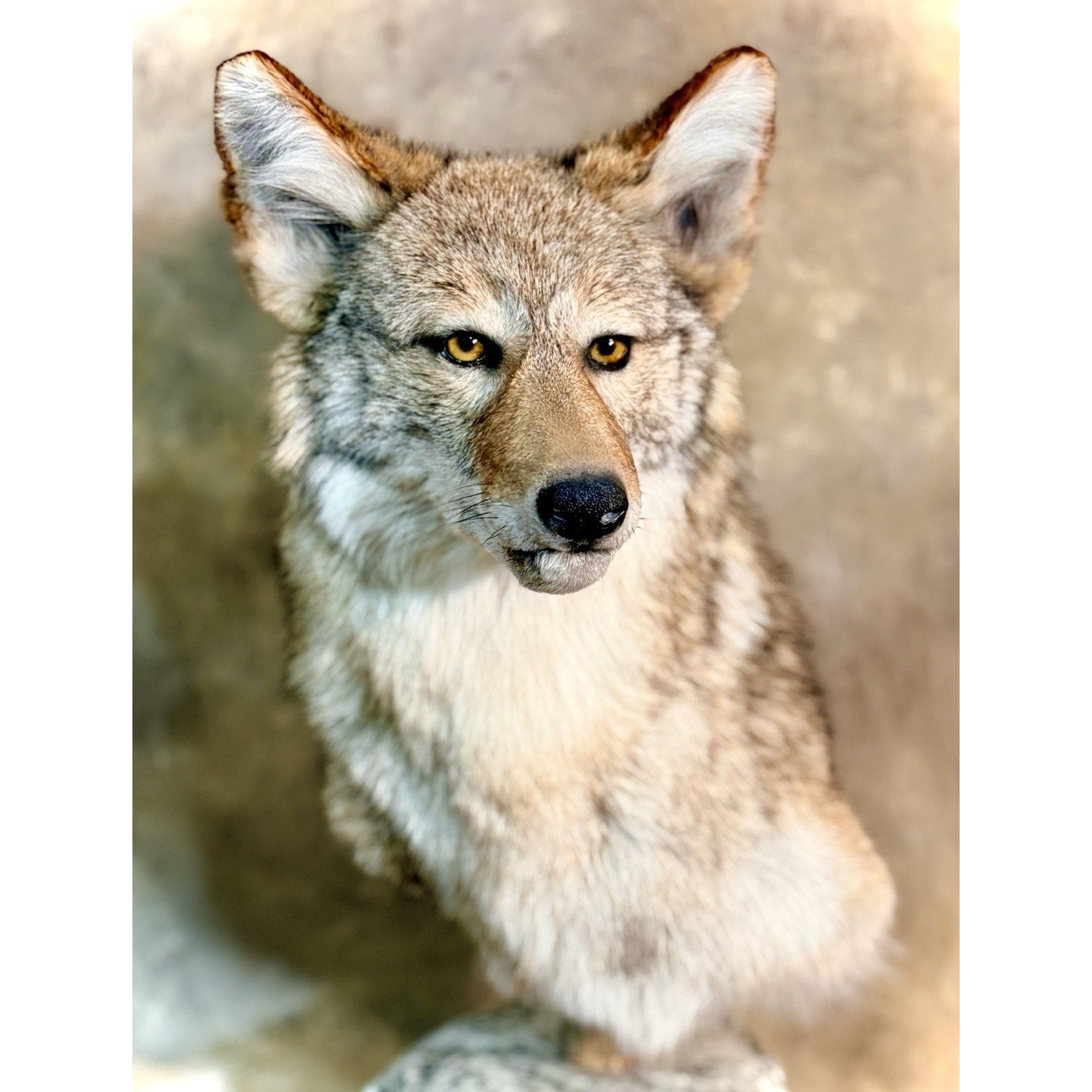 FHB29 - Coyote Pedestal Museum Quality mount Taxidermy On Rock Base