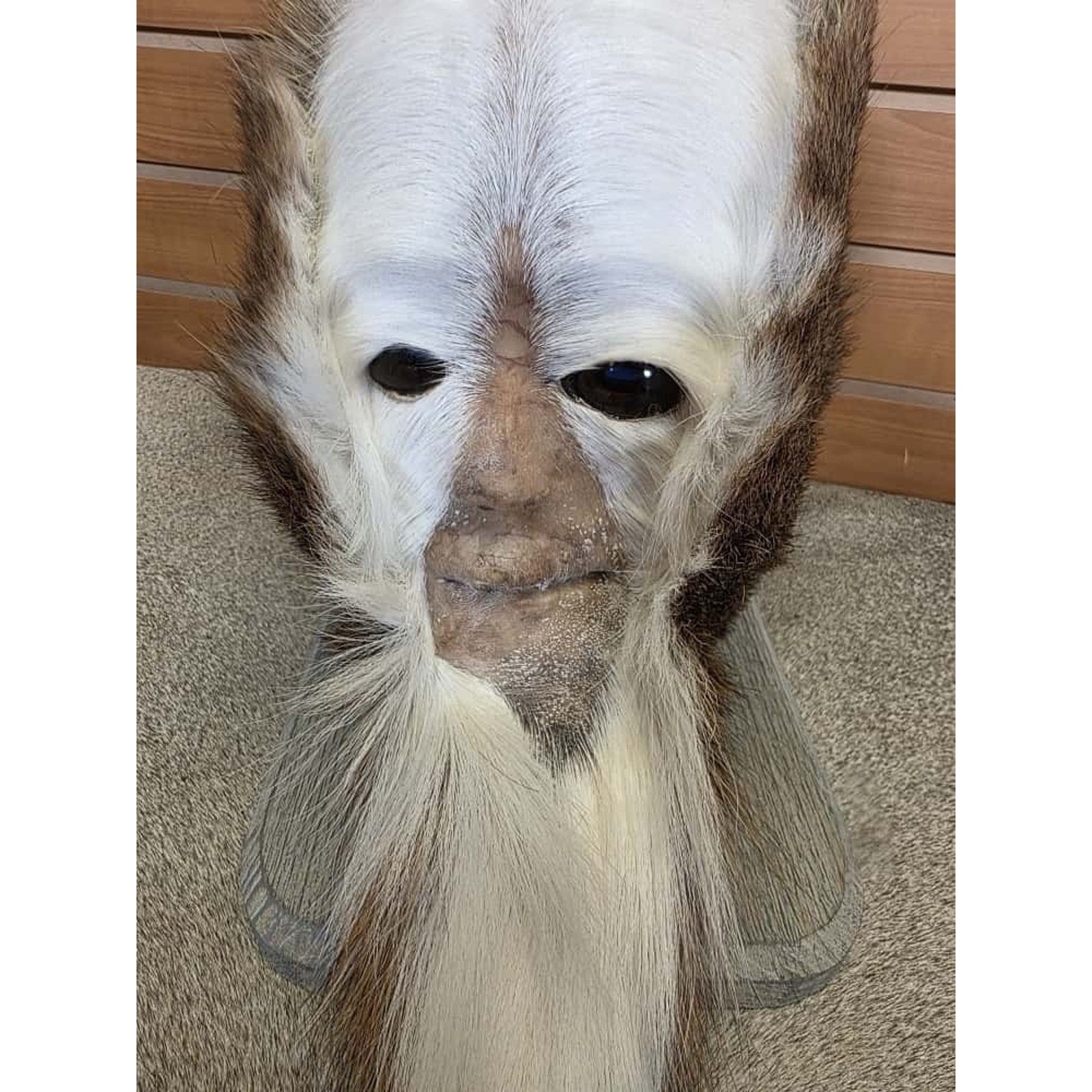 FHCM21 - Skunk Ape Table Top Pedestal Taxidermy Mount