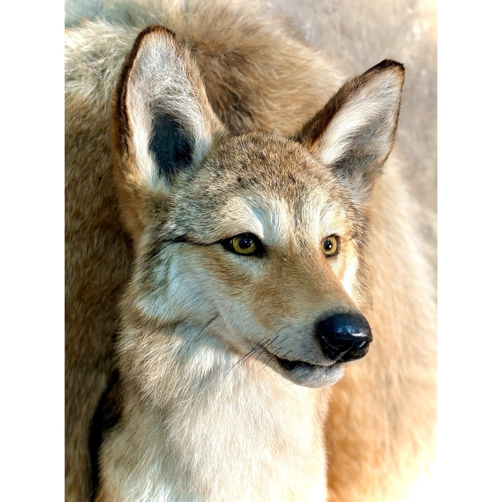 FHB30 - Coyote Wall Museum Quality mount Taxidermy