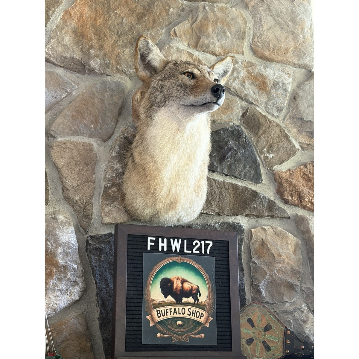 FHWL217 - Coyote Shoulder Museum Quality mount Taxidermy
