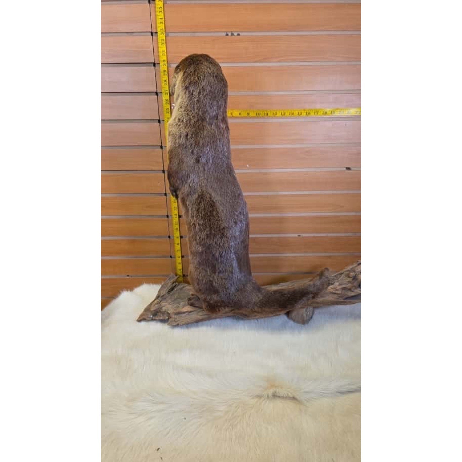 FHMN22-Otter full body taxidermy mount