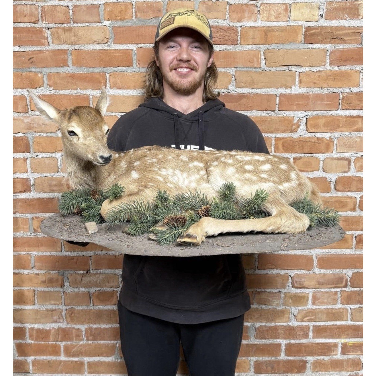 FHPATDB1 - Real Baby Elk Calf Fawn Taxidermy Mount