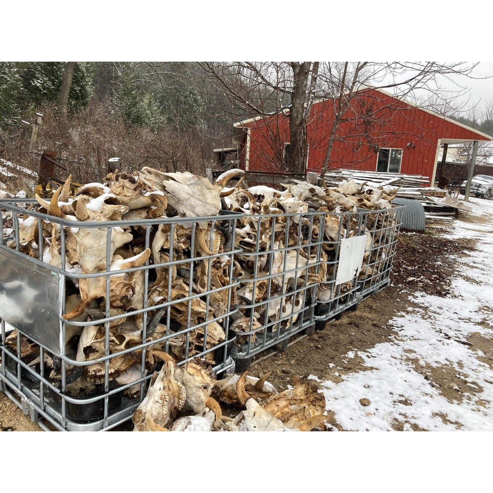 200 Buffalo Bison Head Skull Horns