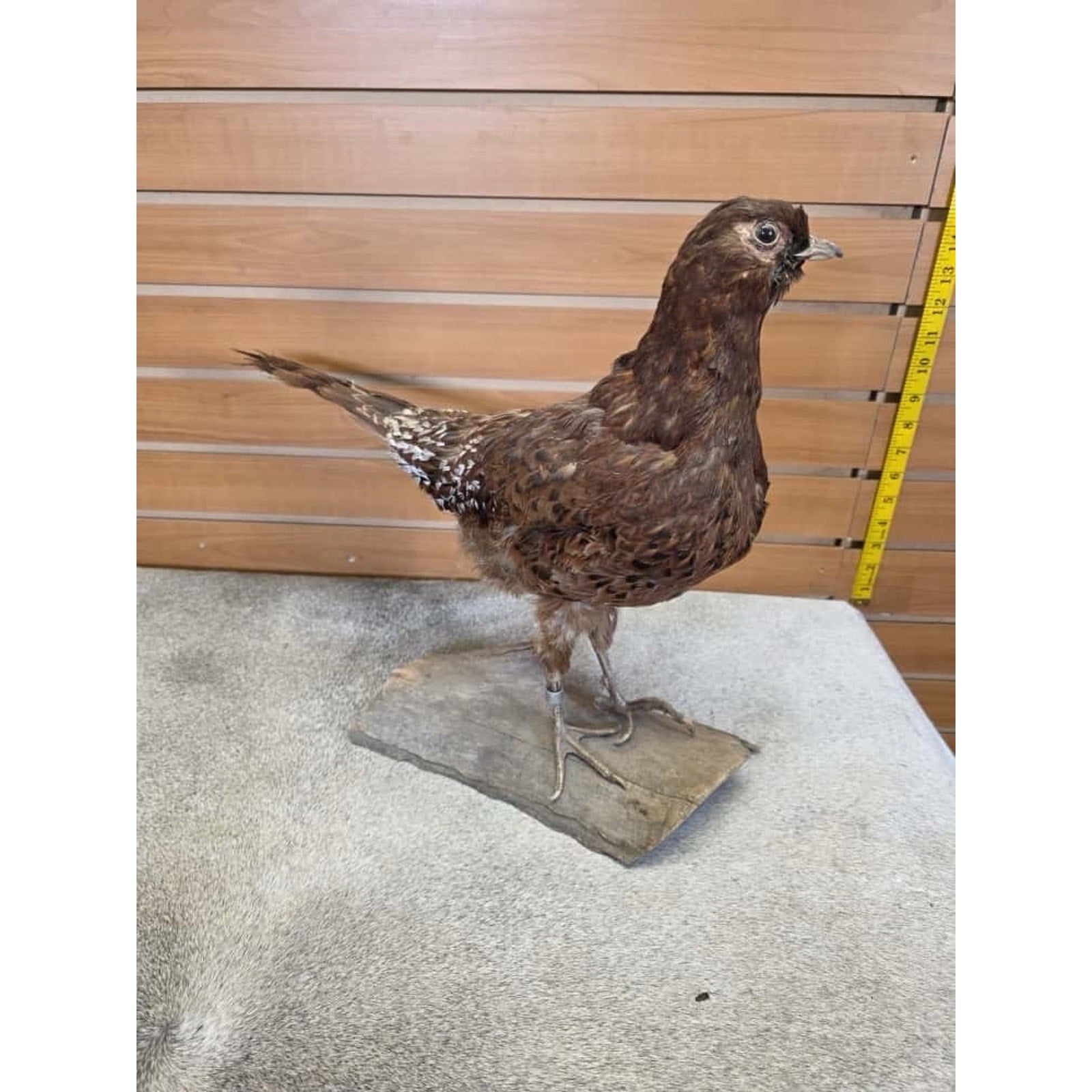 JTV244 - Copper Pheasant Bird Taxidermy Mount