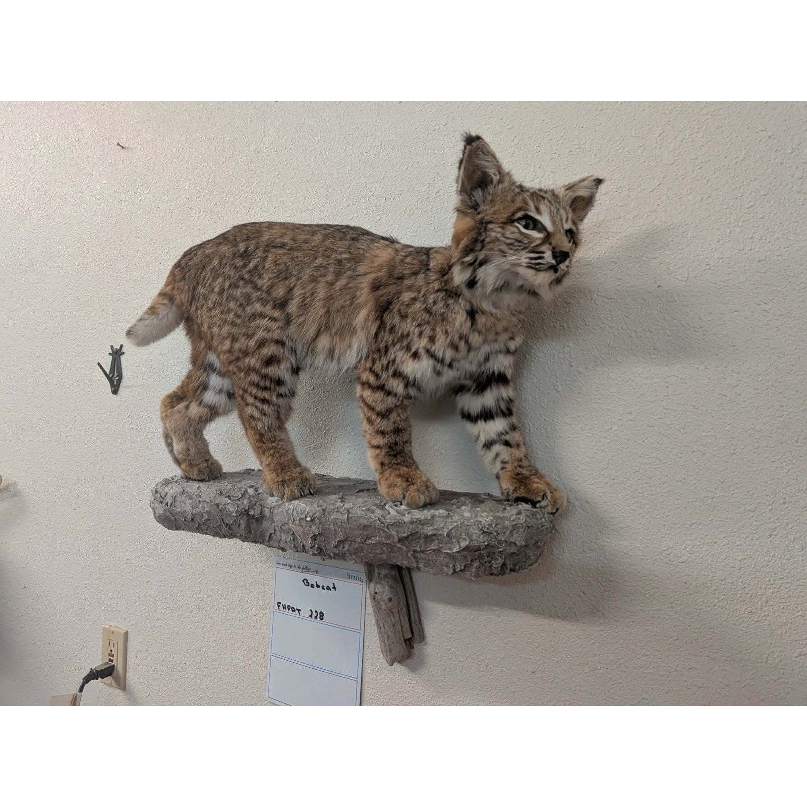 FHPAT228 - Bobcat Taxidermy Full Body Mount