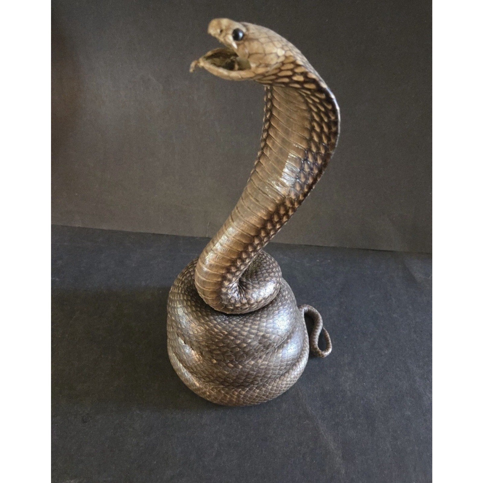 12” Striking Position Cobra Snake Taxidermy Reptile Mount Vintage Real Snake