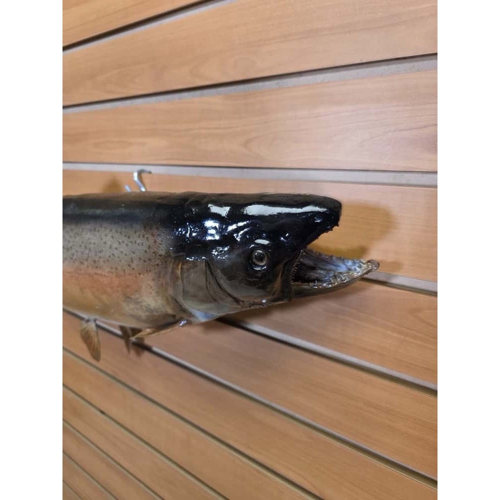 JTV214 - Real Skin Trout Fish Taxidermy Mount 25”