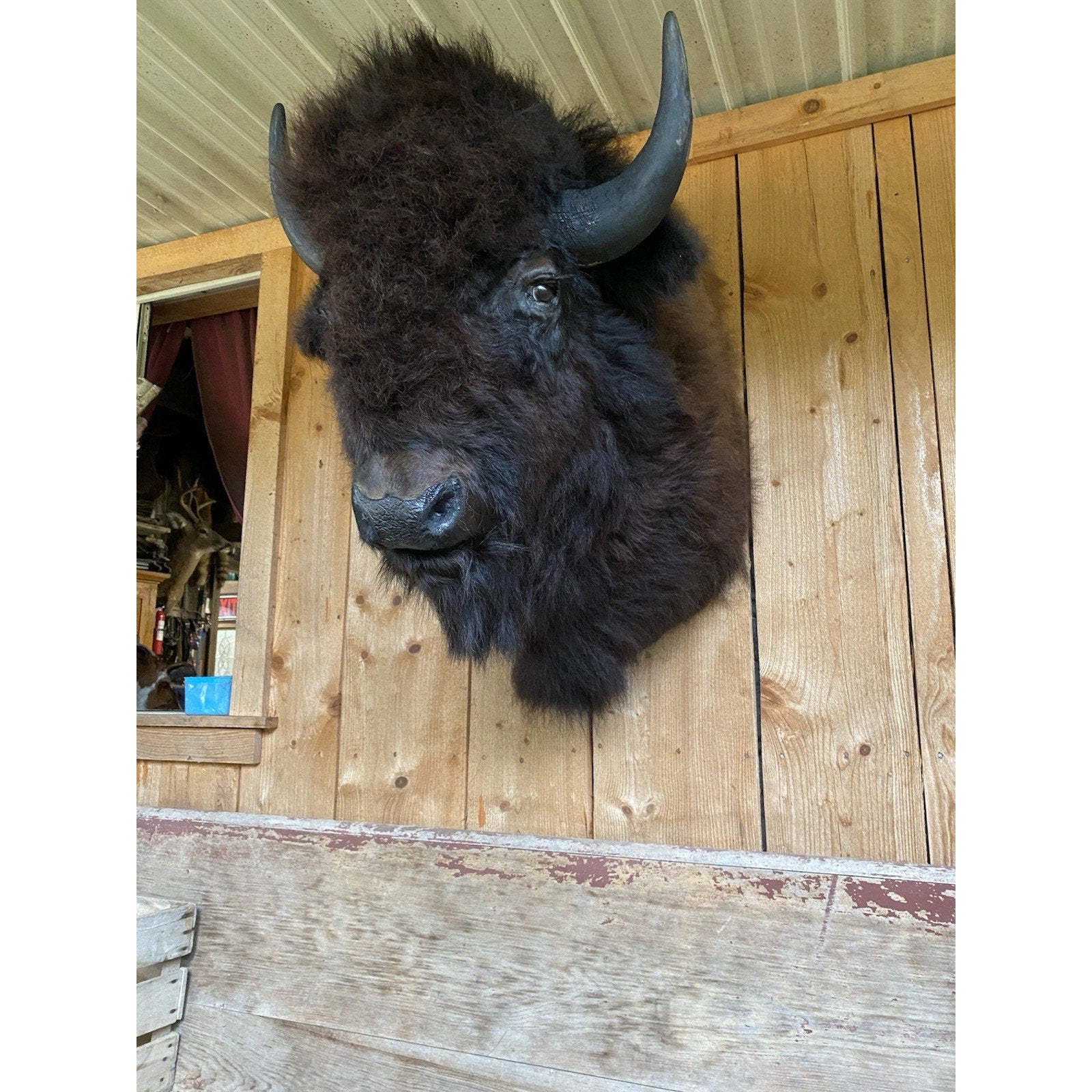 FHDAR42-XL Buffalo Taxidermy Shoulder mount Bull