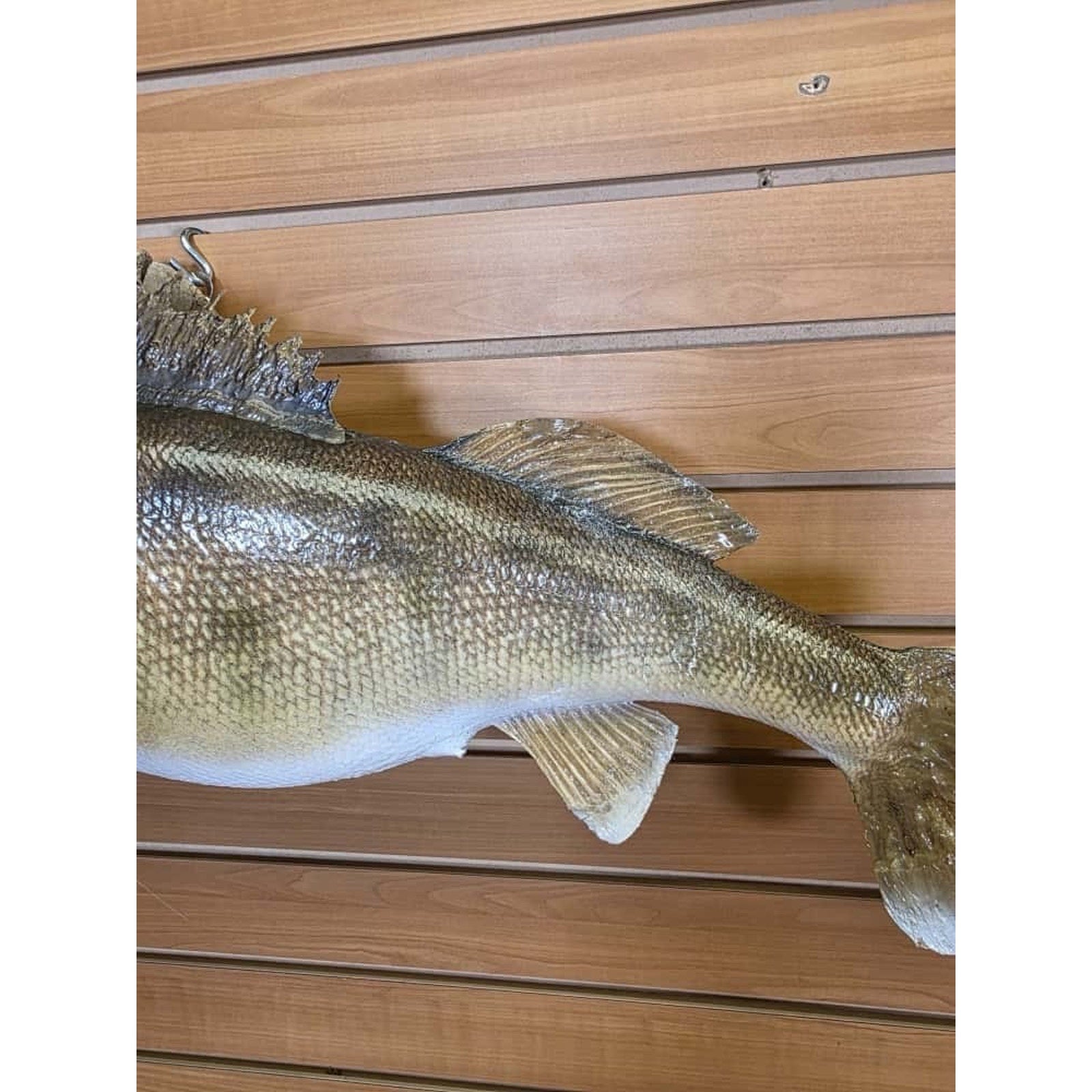 JTV224 - Real Skin Walleye Fish Taxidermy Mount 28”
