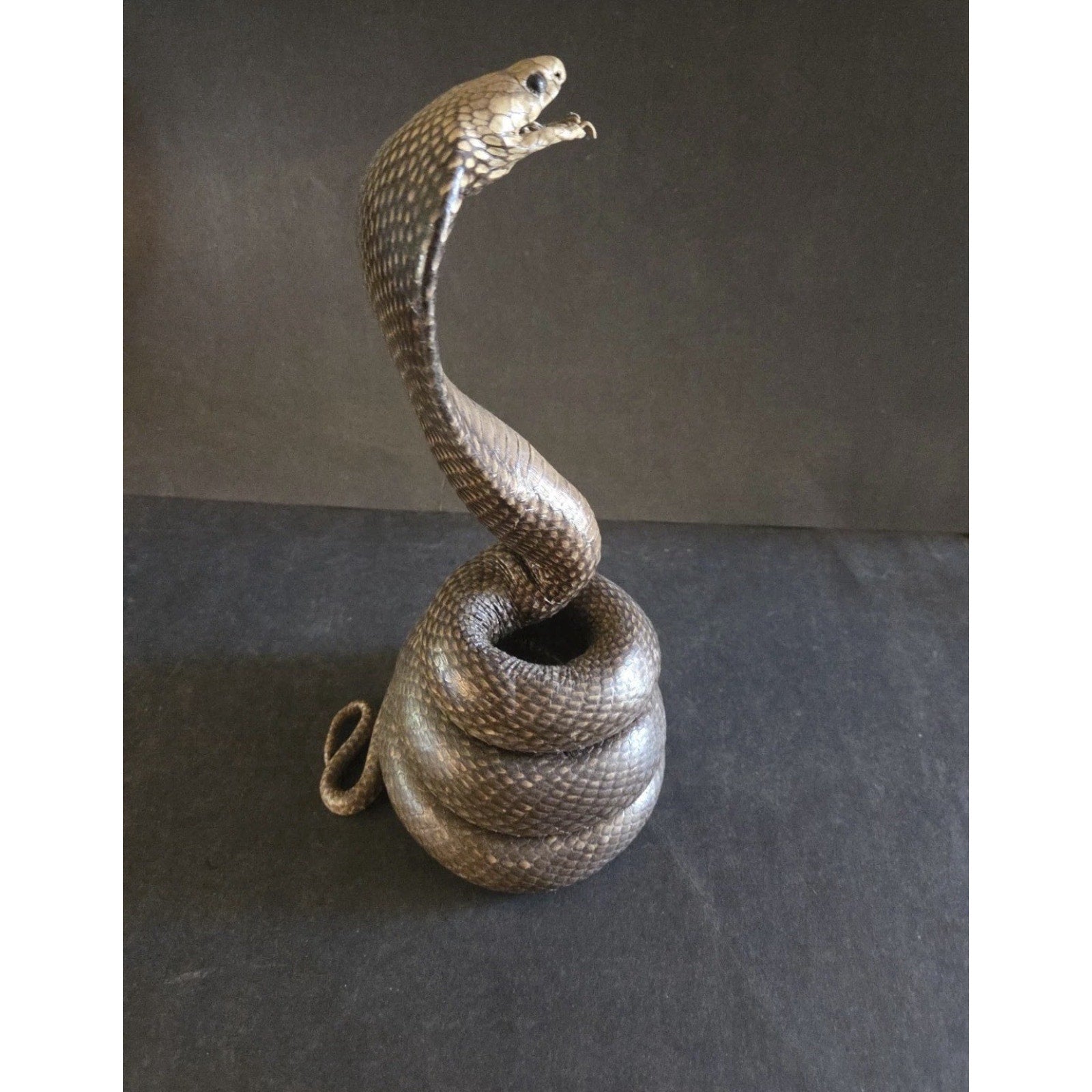 12” Striking Position Cobra Snake Taxidermy Reptile Mount Vintage Real Snake