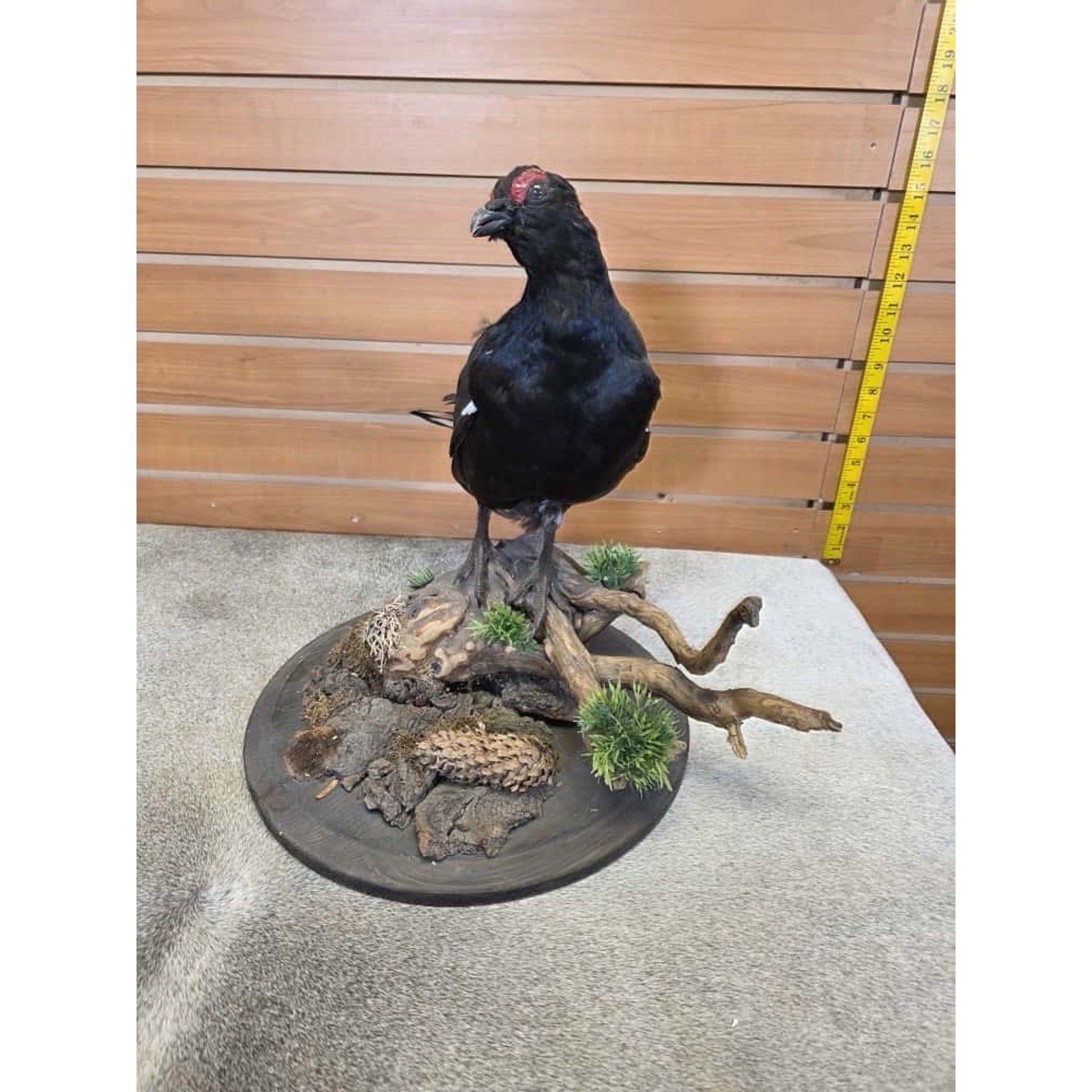 JTV236 - Black Grouse Bird Taxidermy Mount