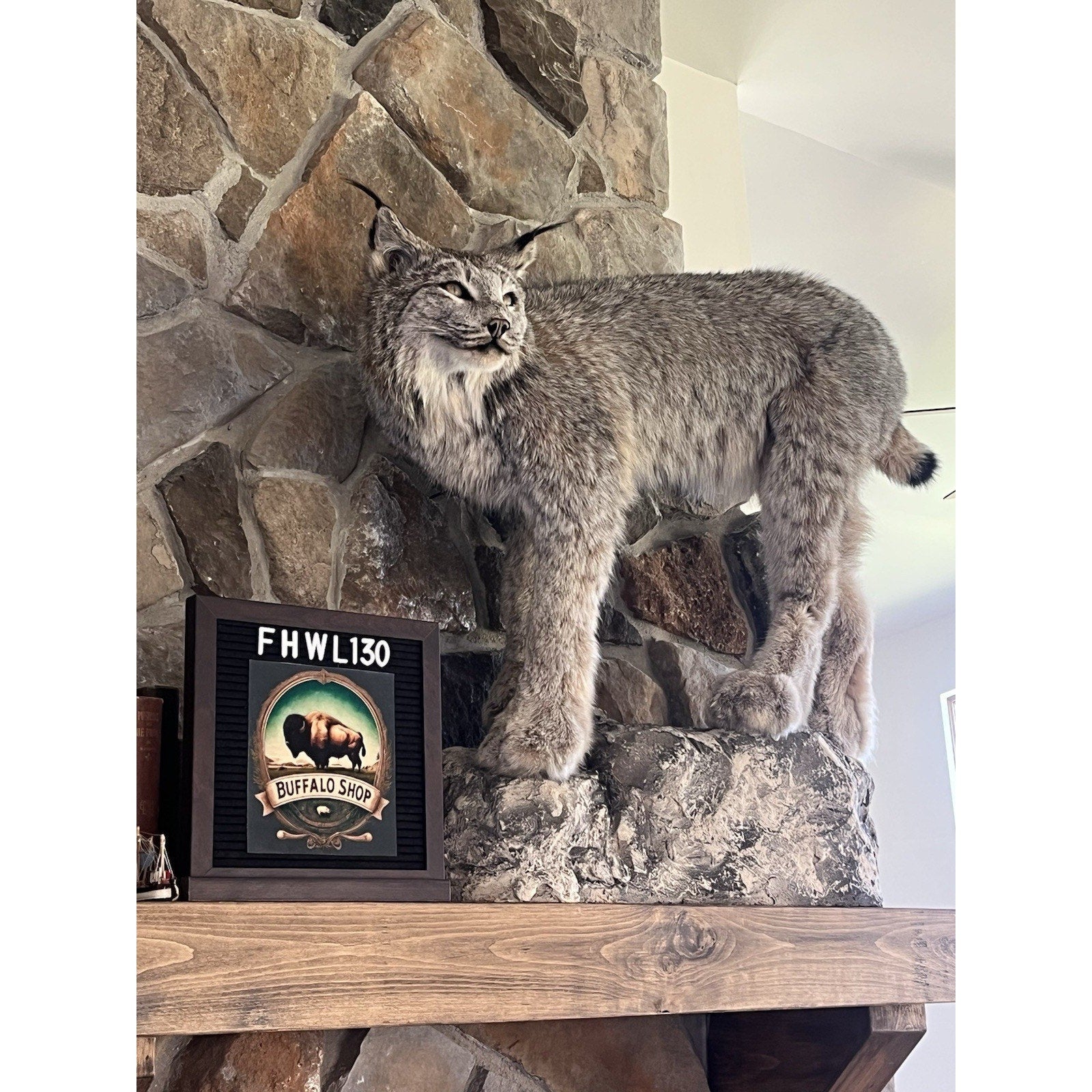 FHWL130 - Alaskan Lynx Taxidermy Full Body Mount Prime Fur