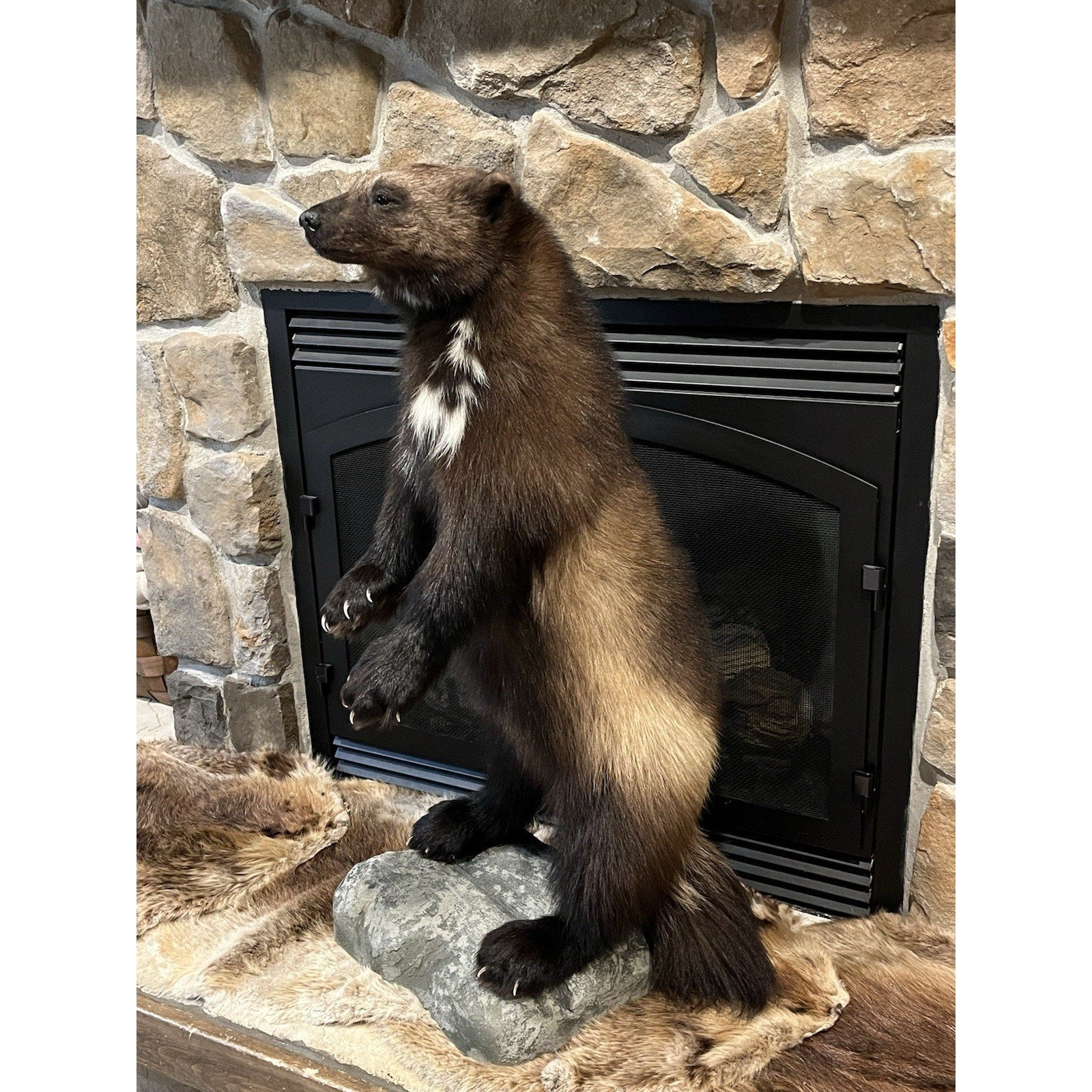 FHWL23-Beautiful Real Alaskan Wolverine Prime Fur Taxidermy Mount