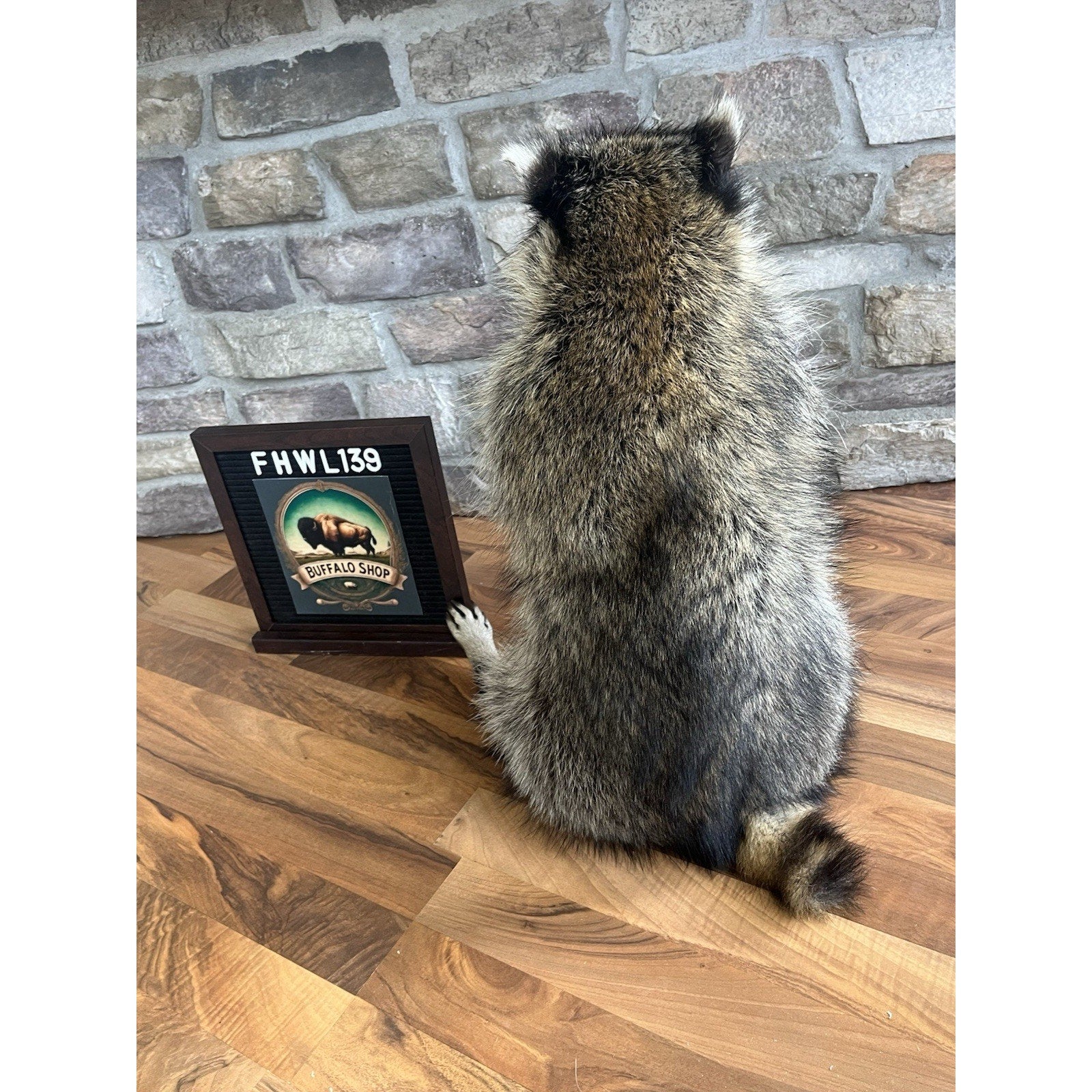FHWL139 - Smoking Fat Raccoon Taxidermy Mount