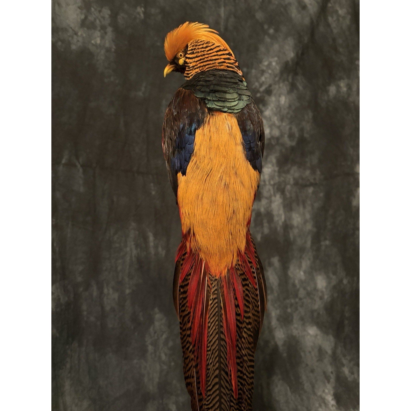 JRADA3 - Dark throated Golden pheasant Taxidermy Mount